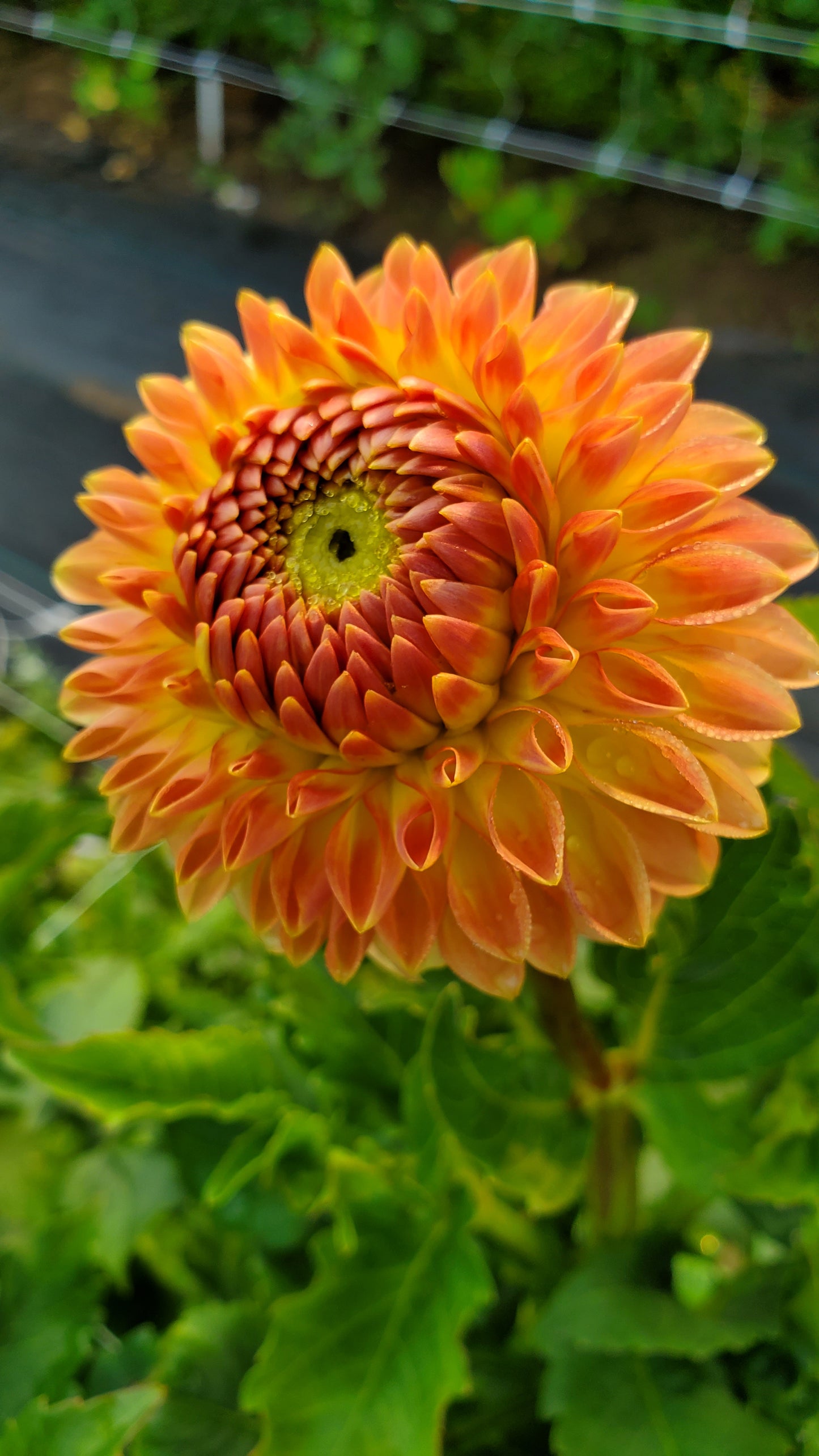 Clearview Butterscotch
