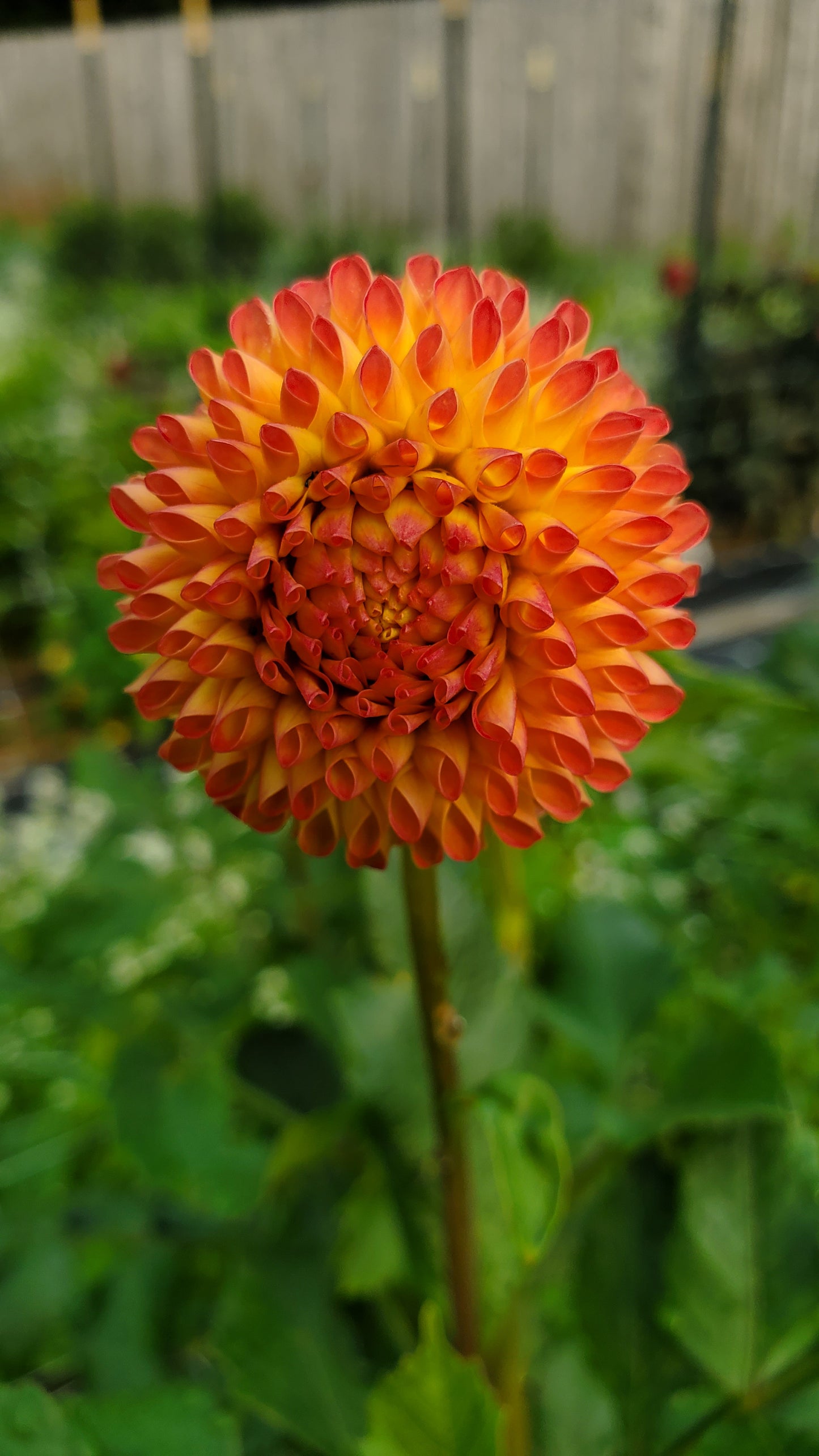 Clearview Butterscotch