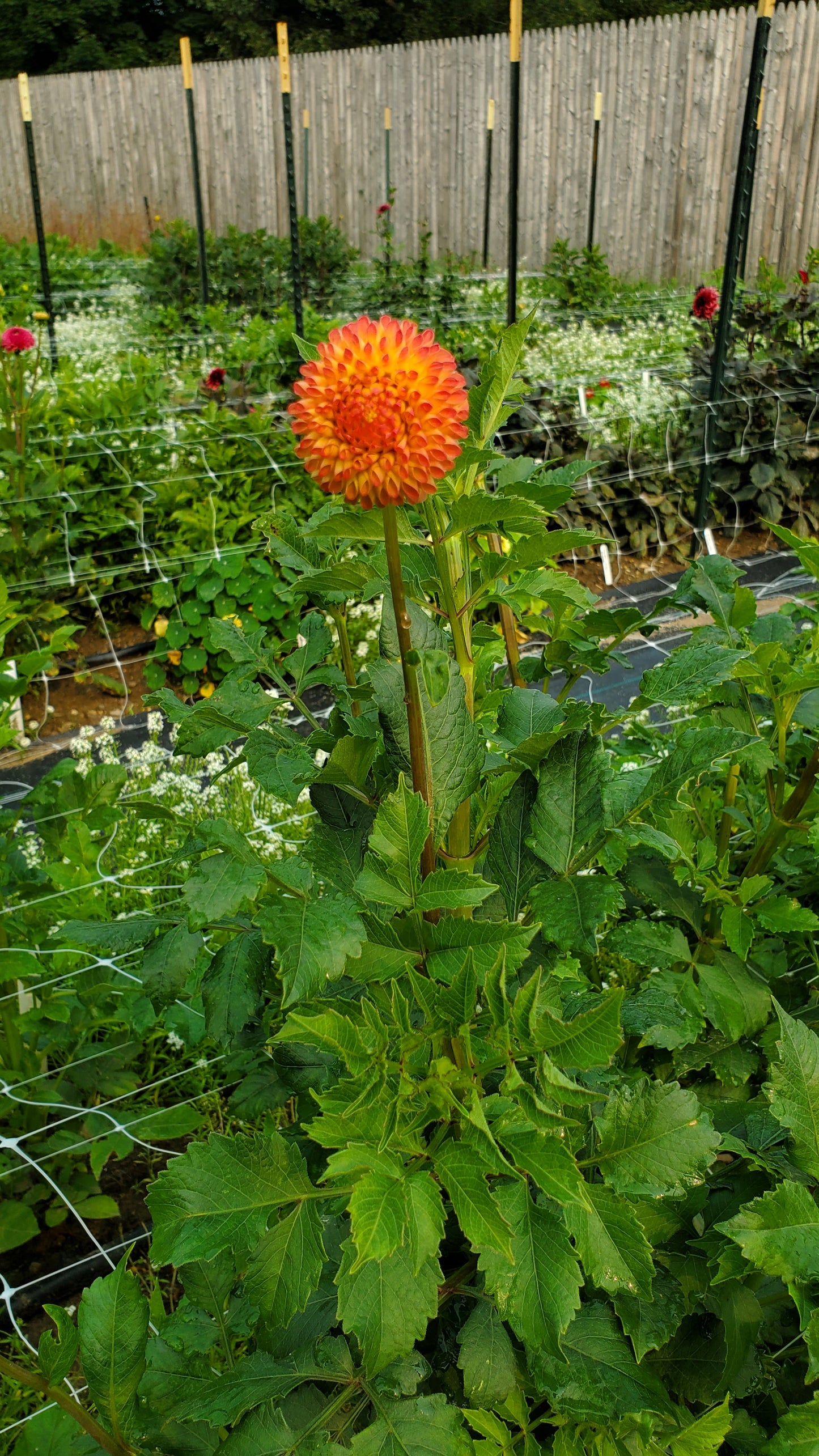 Clearview Butterscotch