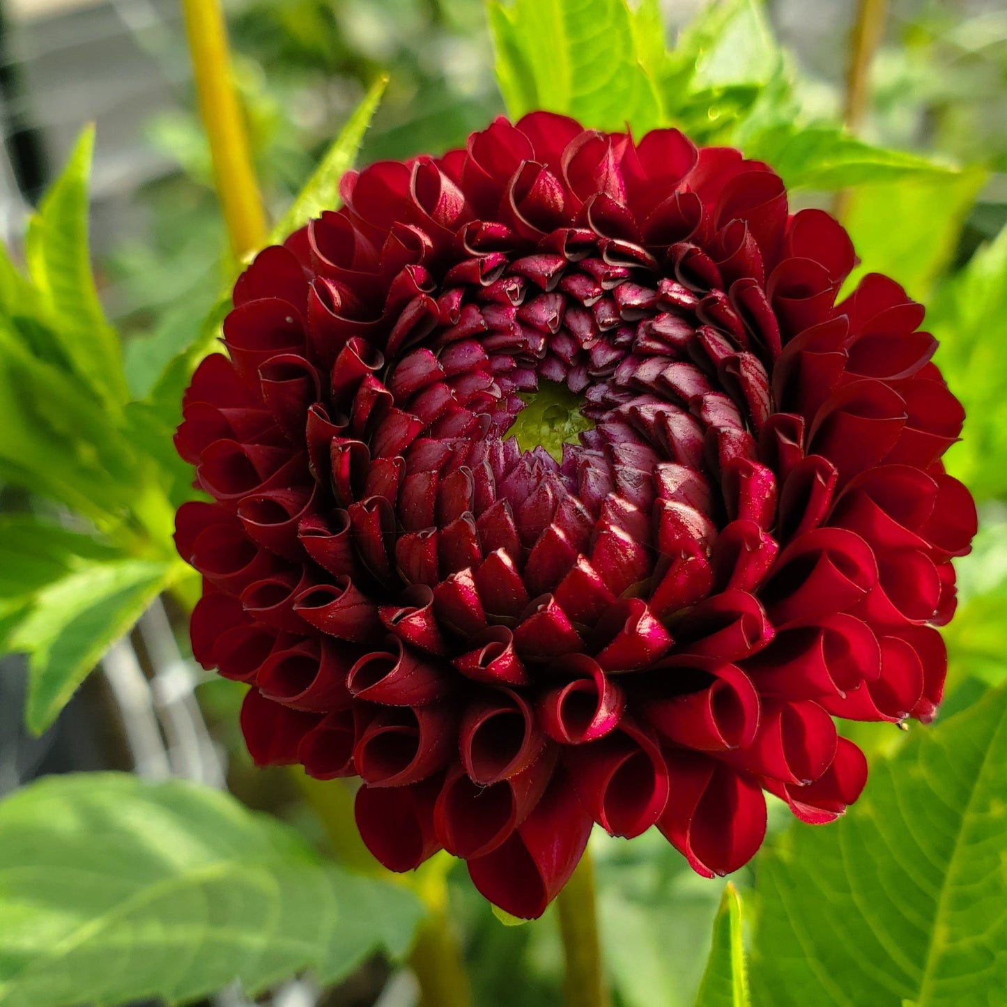Hollyhill Black Cherry