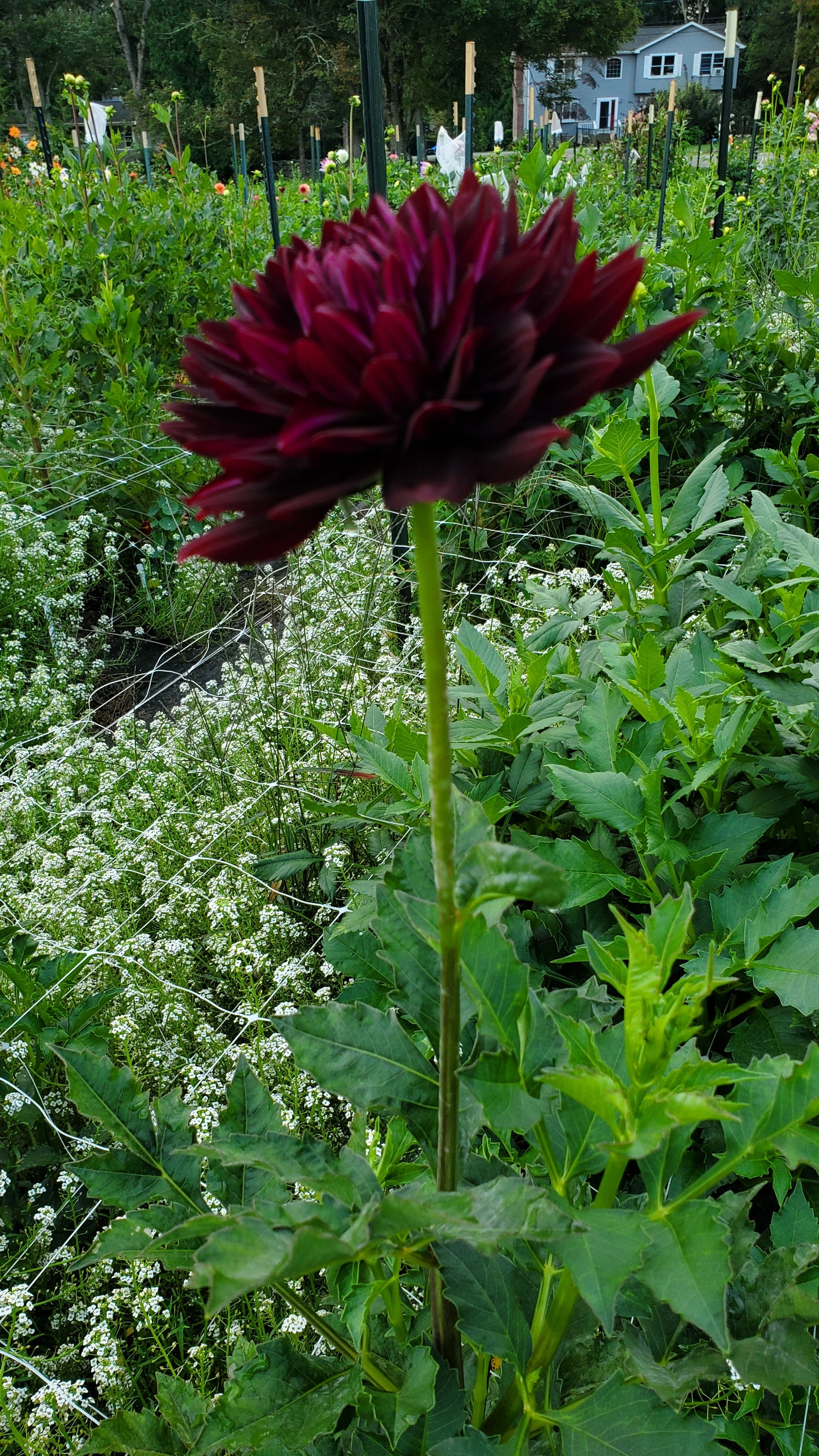 Hollyhill Black Beauty