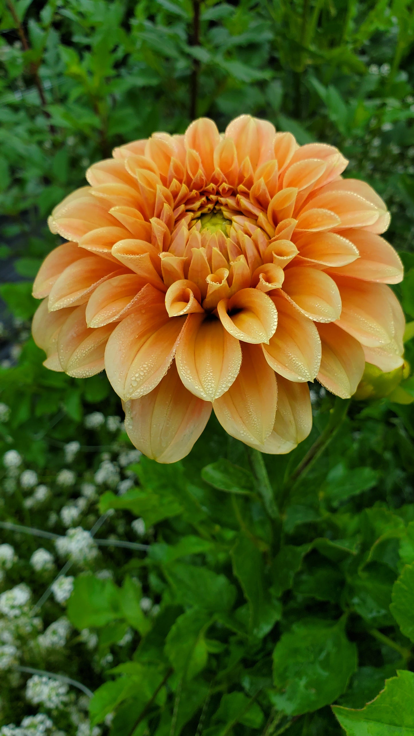 Bracken Palomino