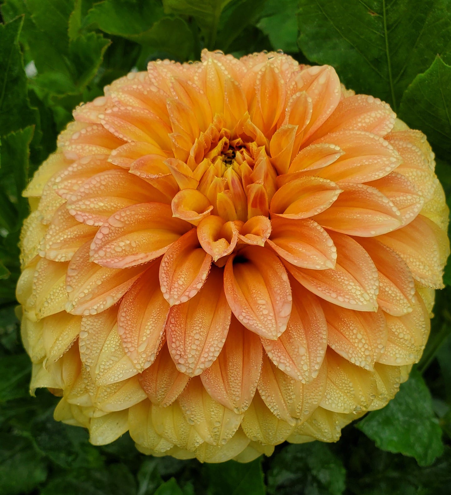 Bracken Palomino