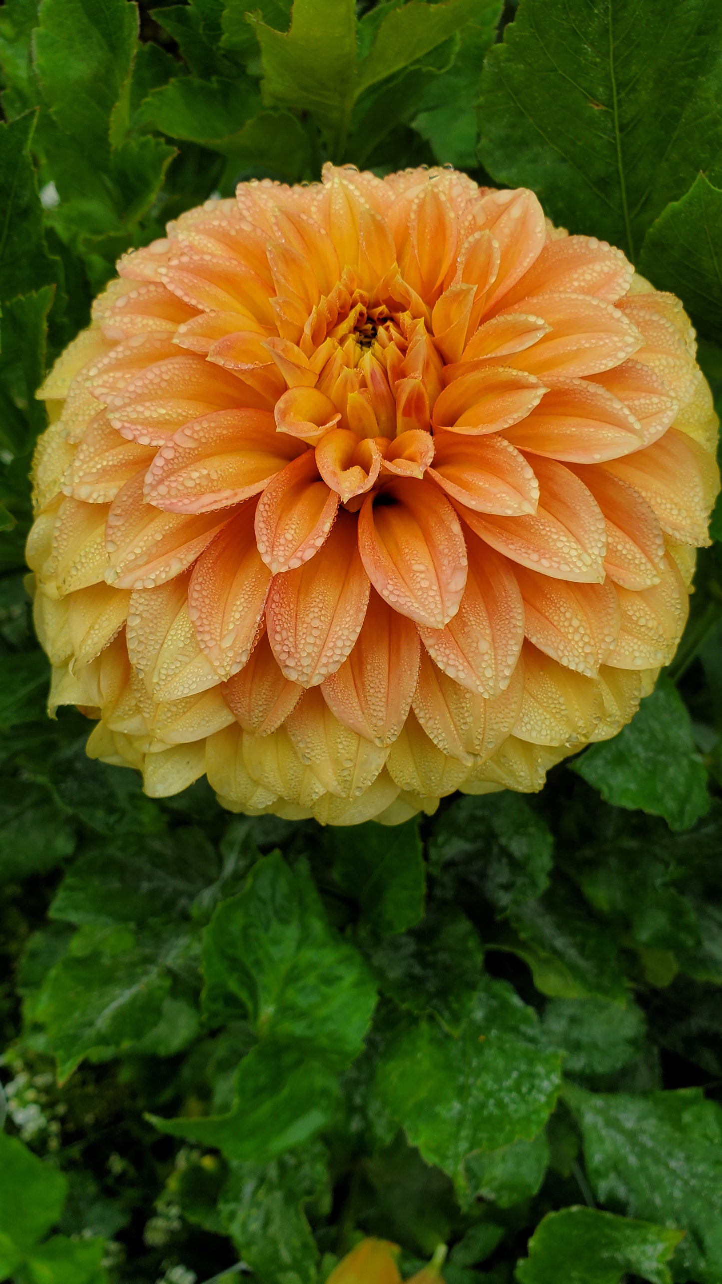 Bracken Palomino