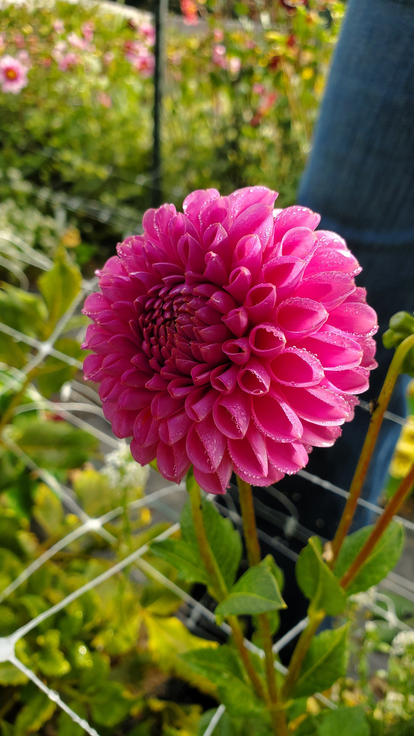 Isabel