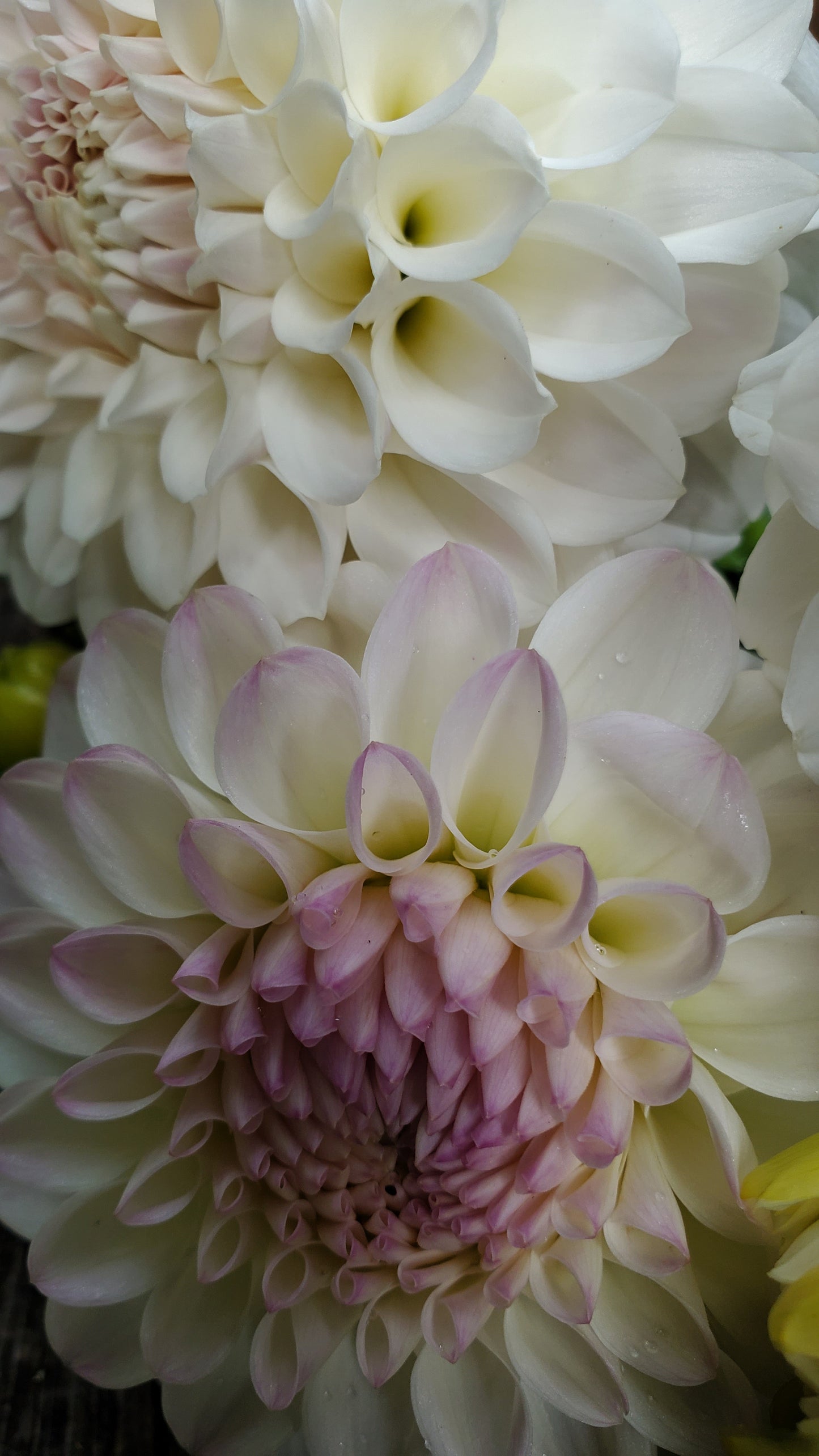 Irish Ruffles