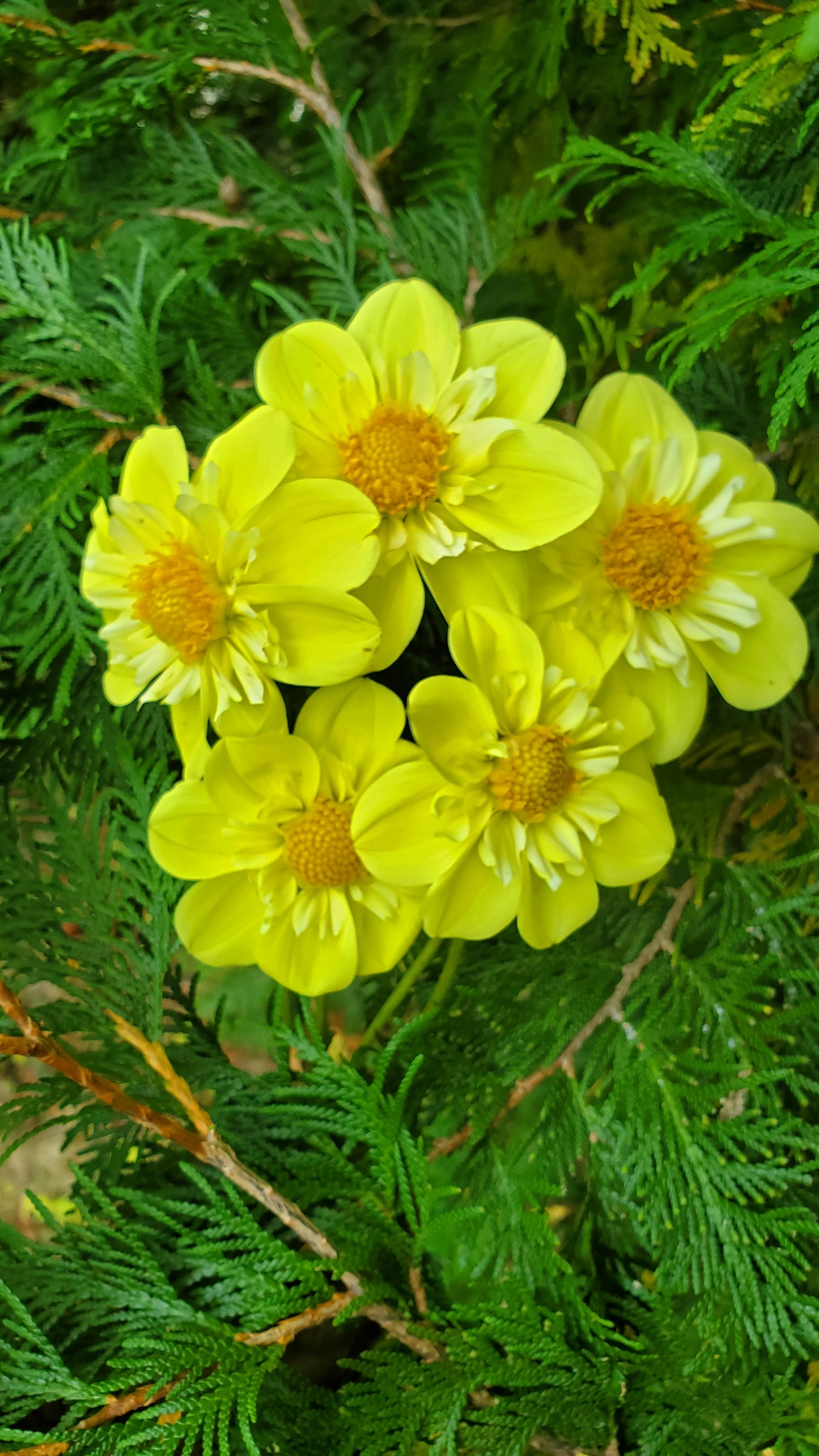 Ferncliff Lemon Kiss