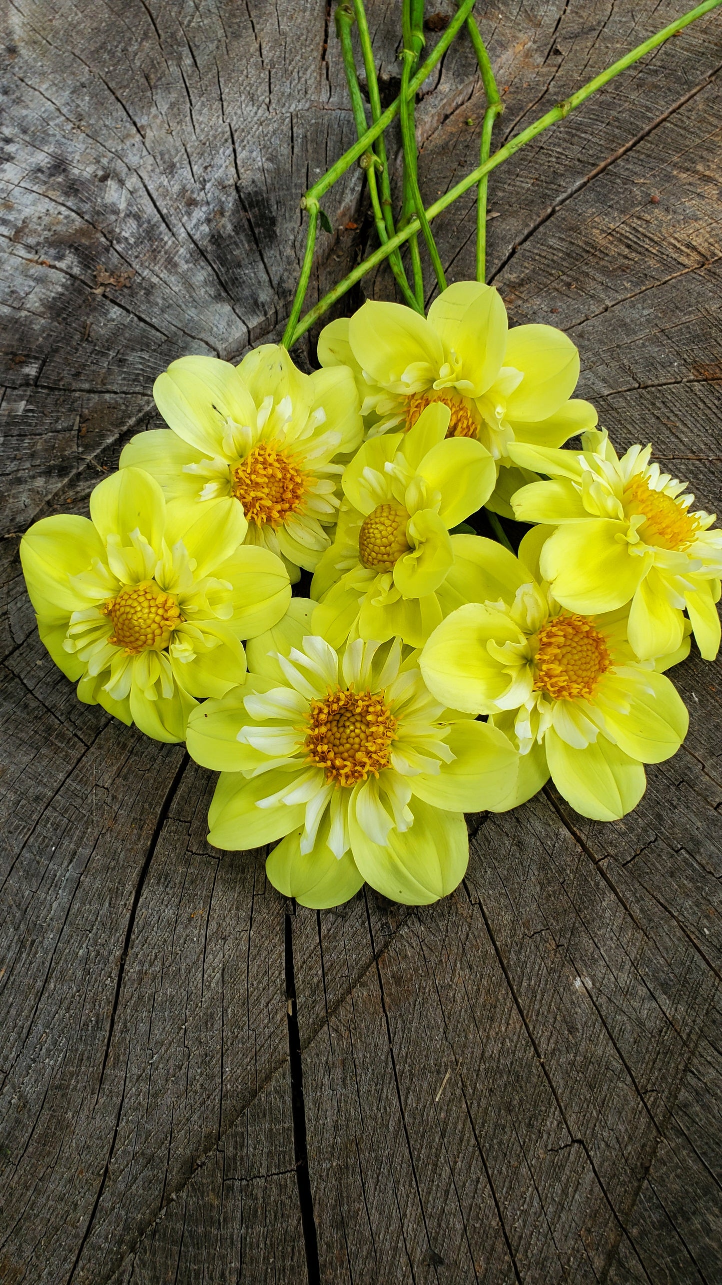 Ferncliff Lemon Kiss