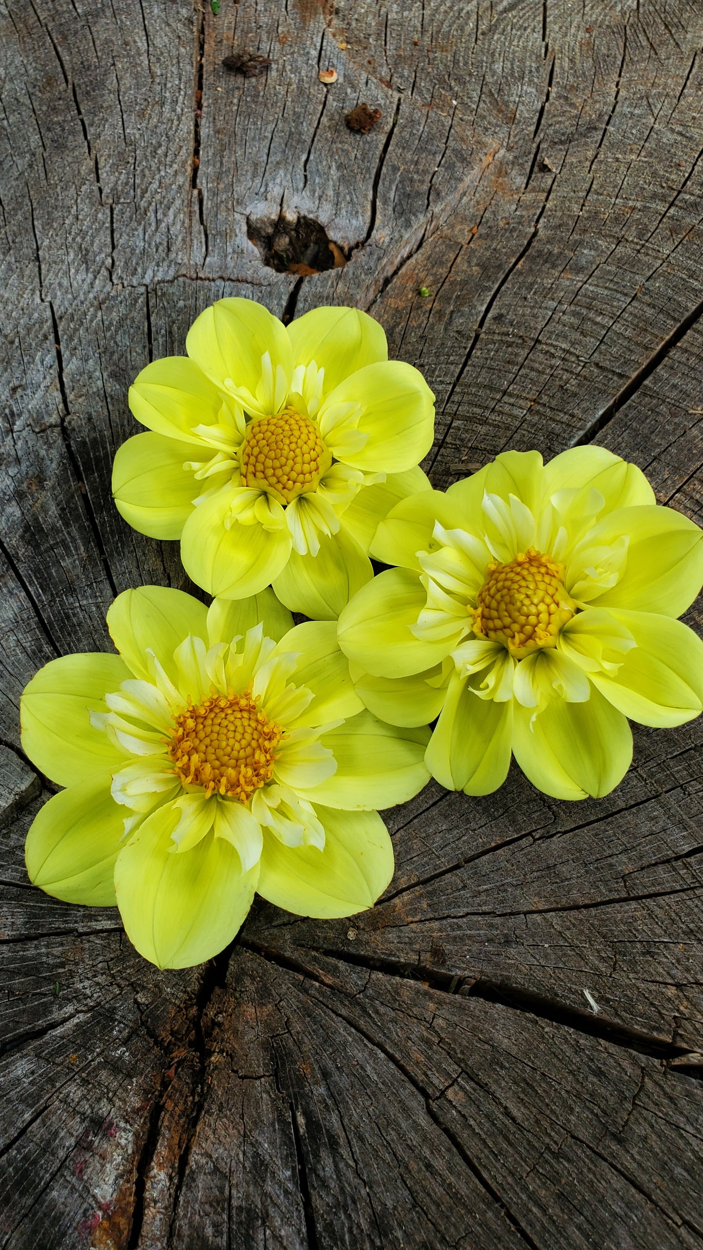 Ferncliff Lemon Kiss