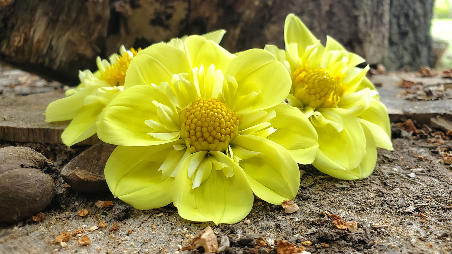 Ferncliff Lemon Kiss