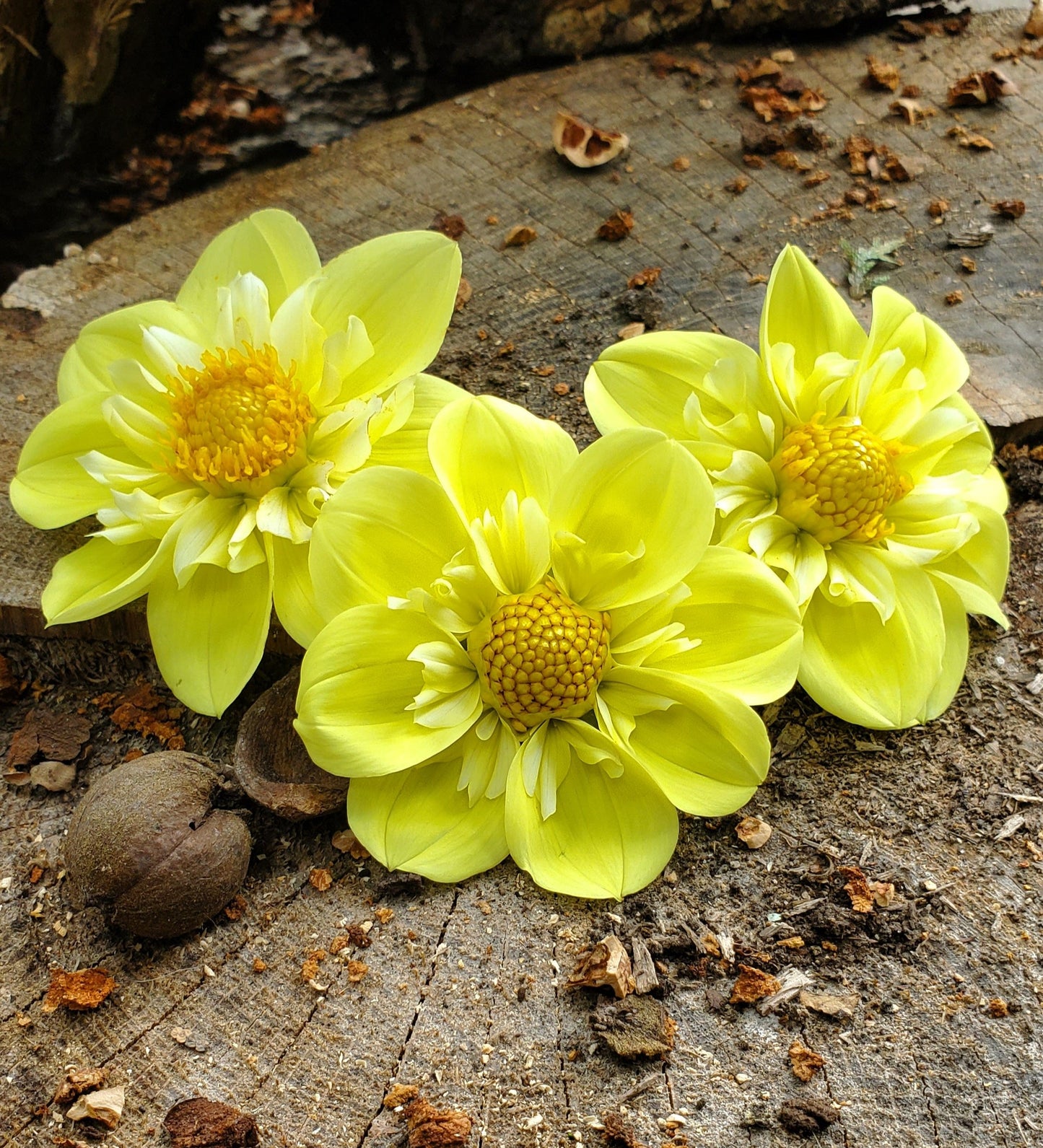 Ferncliff Lemon Kiss