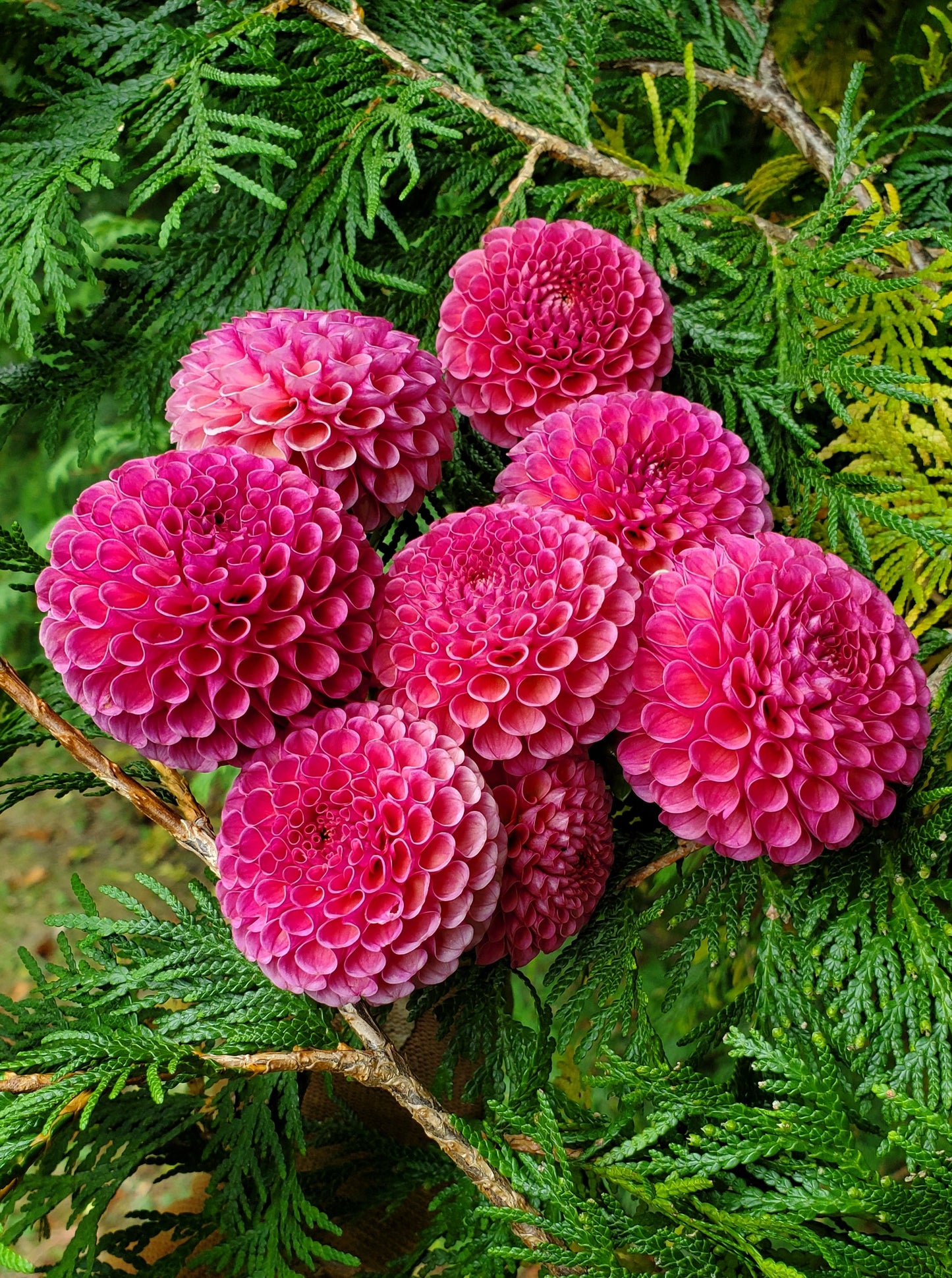 KoKo Puff
