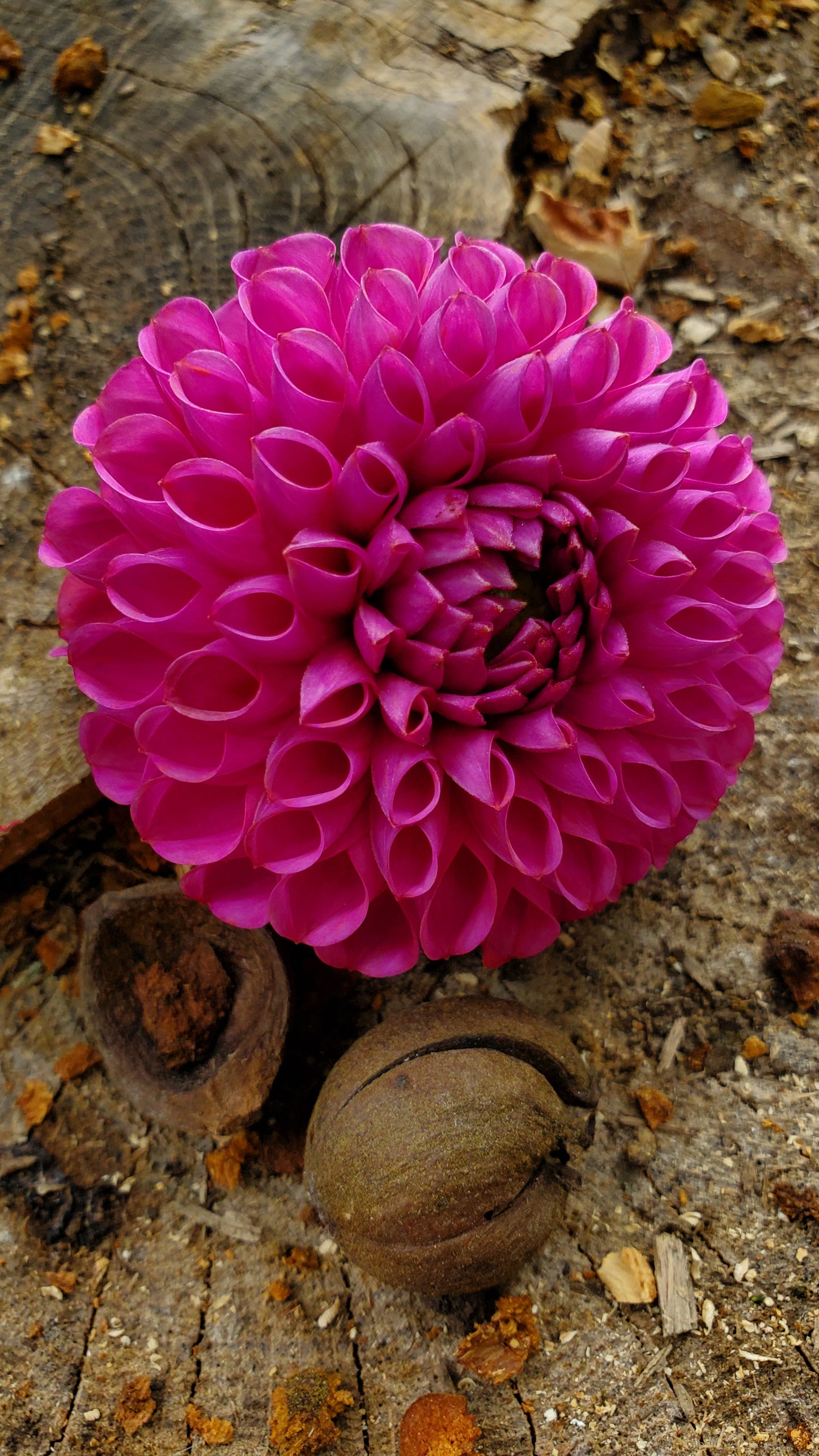 Isabel