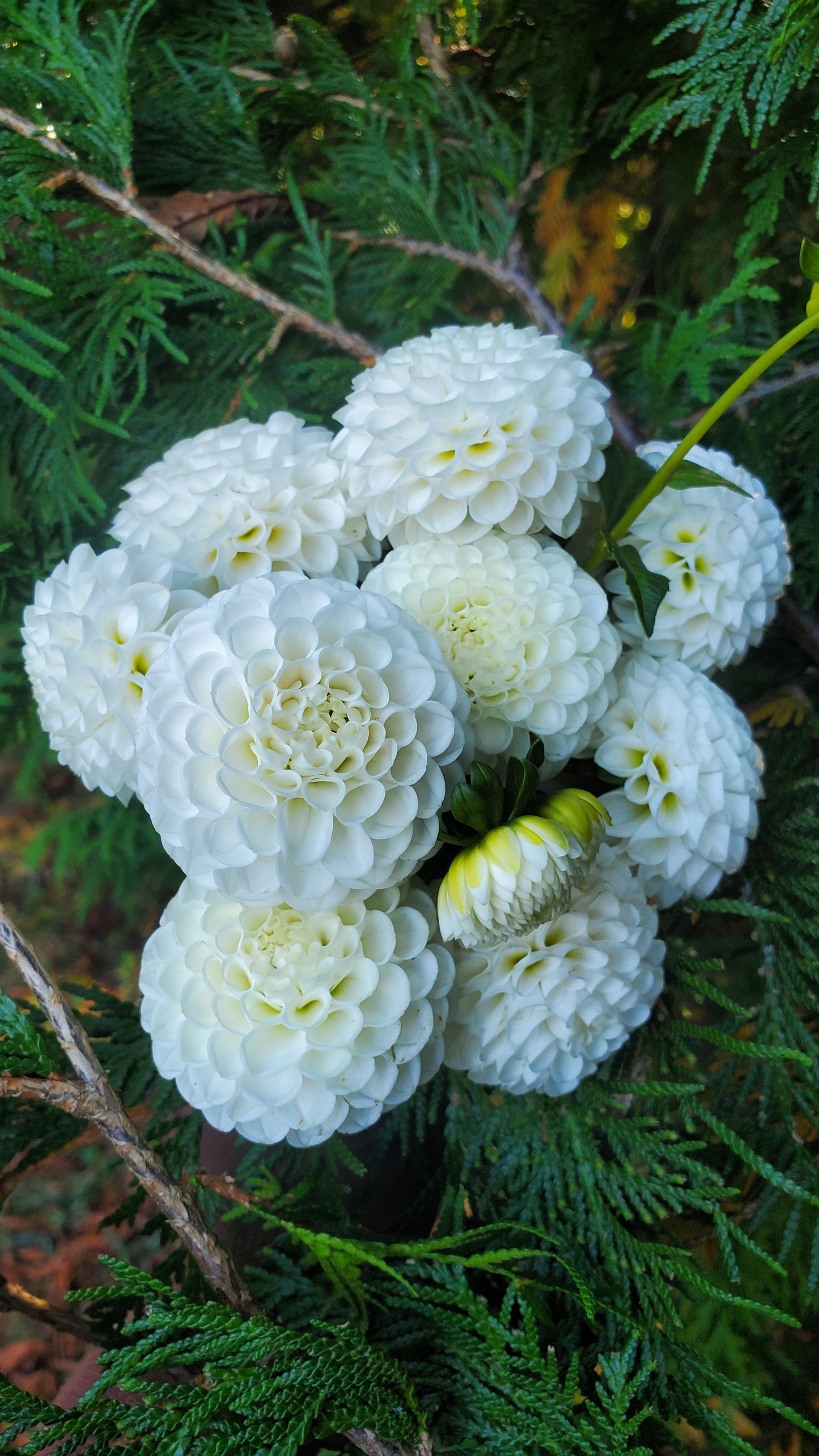 Hollyhill Snowdrop