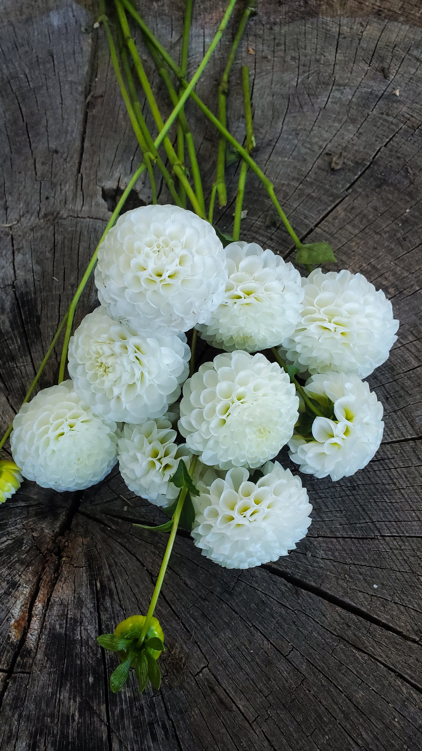 Hollyhill Snowdrop