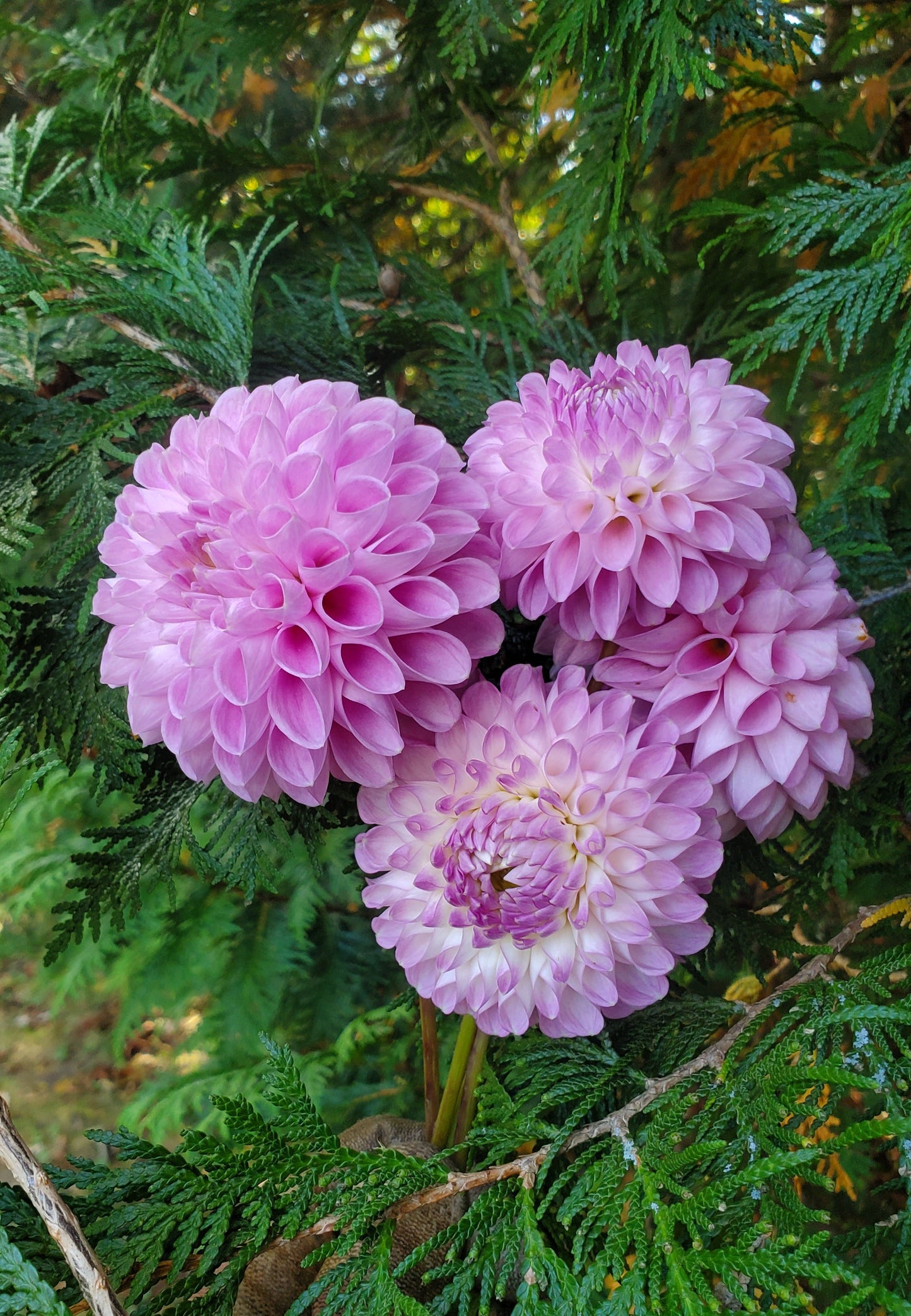 Snoho Sonia