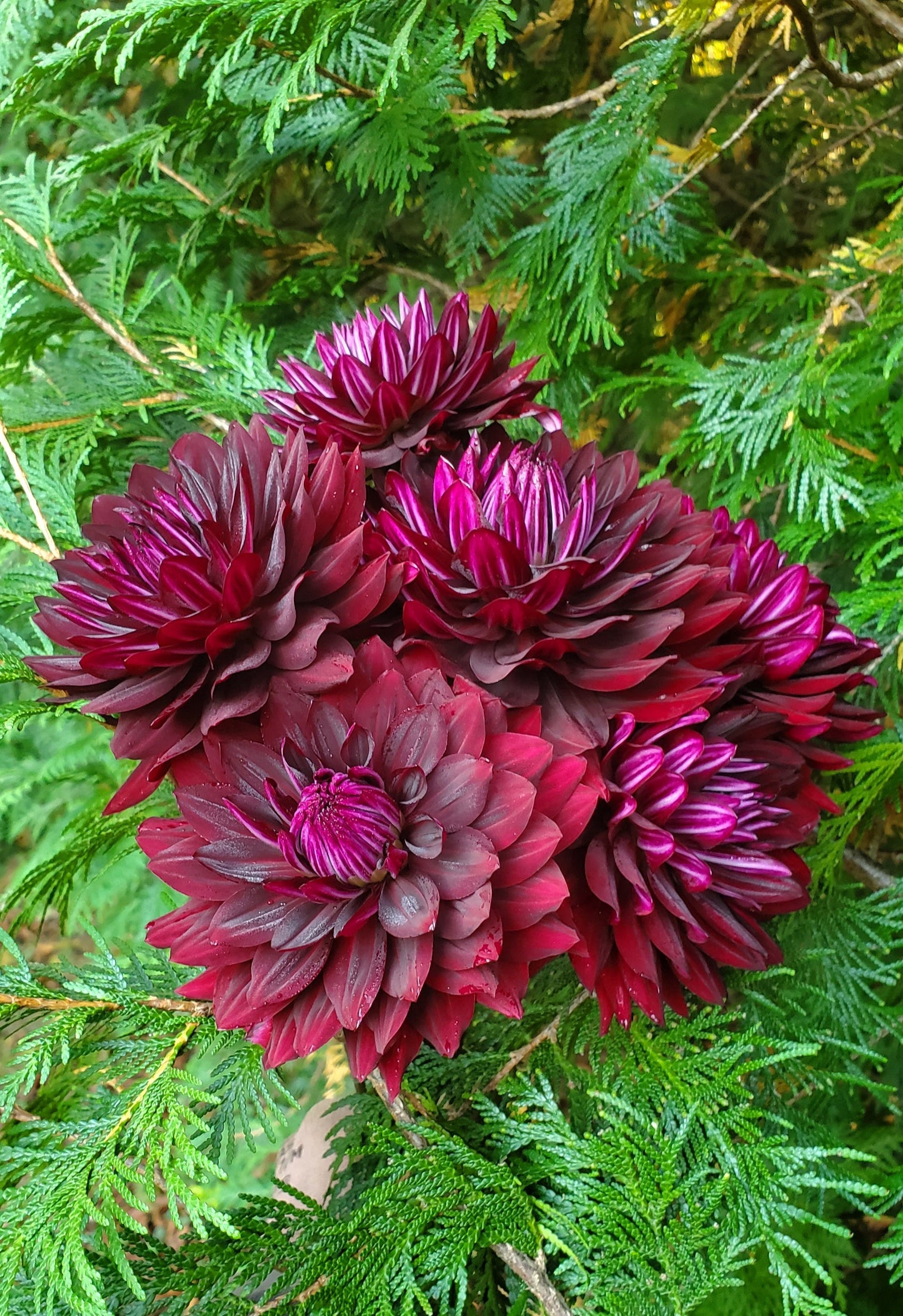 Hollyhill Black Beauty