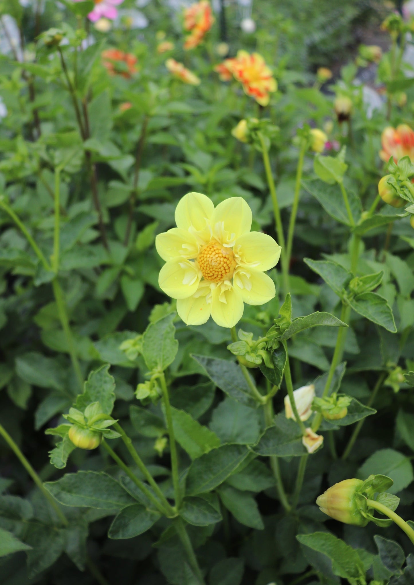 Ferncliff Lemon Kiss