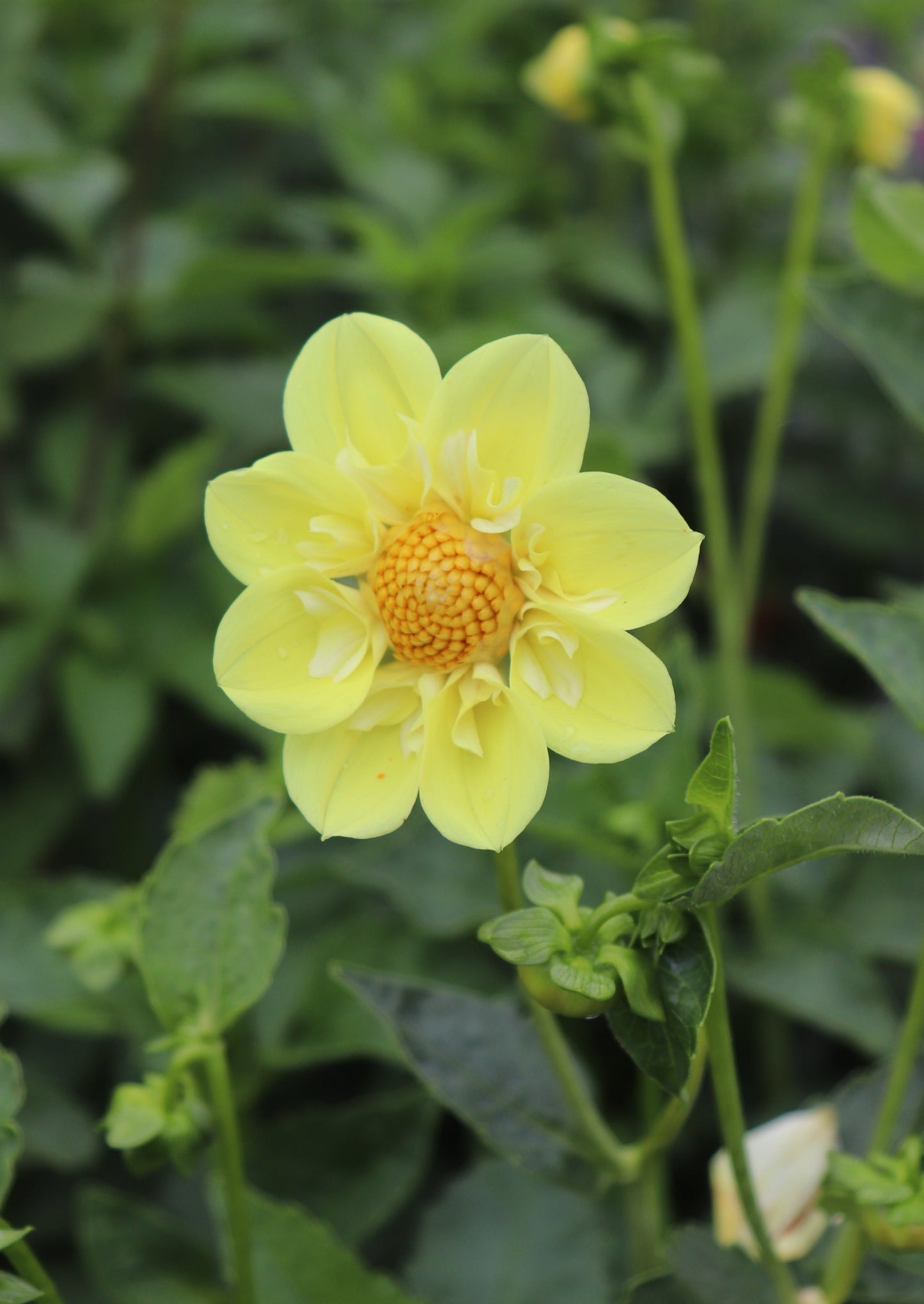 Ferncliff Lemon Kiss