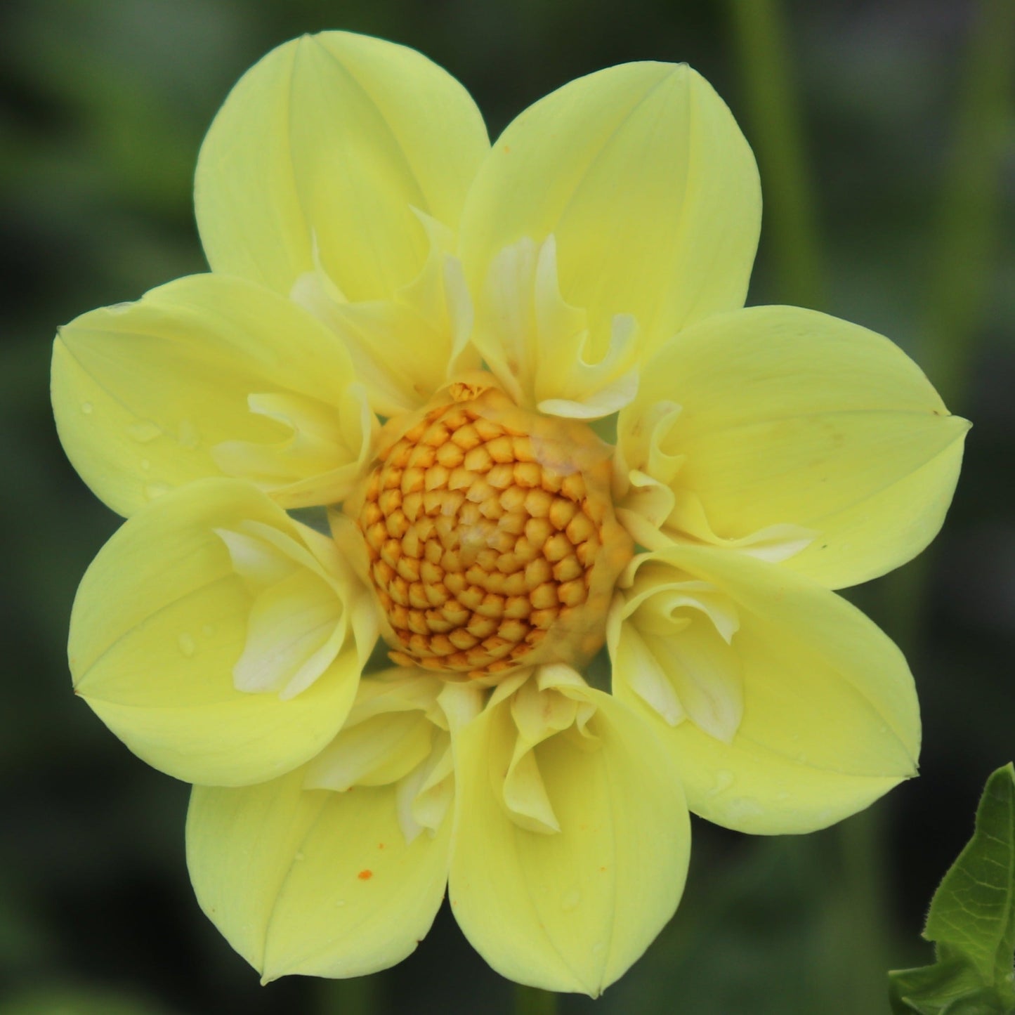 Ferncliff Lemon Kiss
