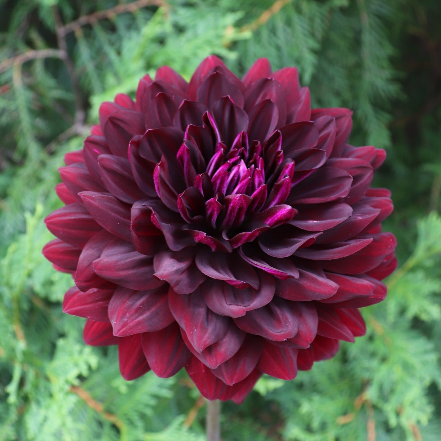 Hollyhill Black Beauty