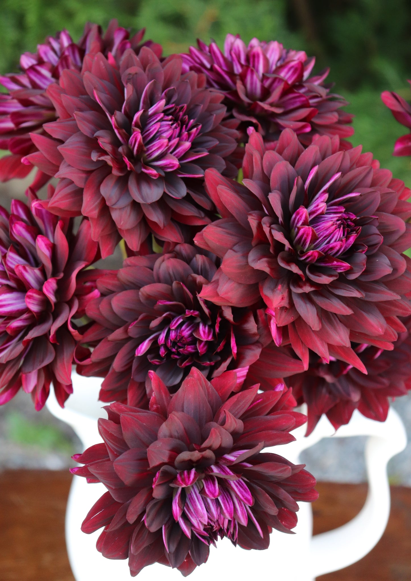 Hollyhill Black Beauty