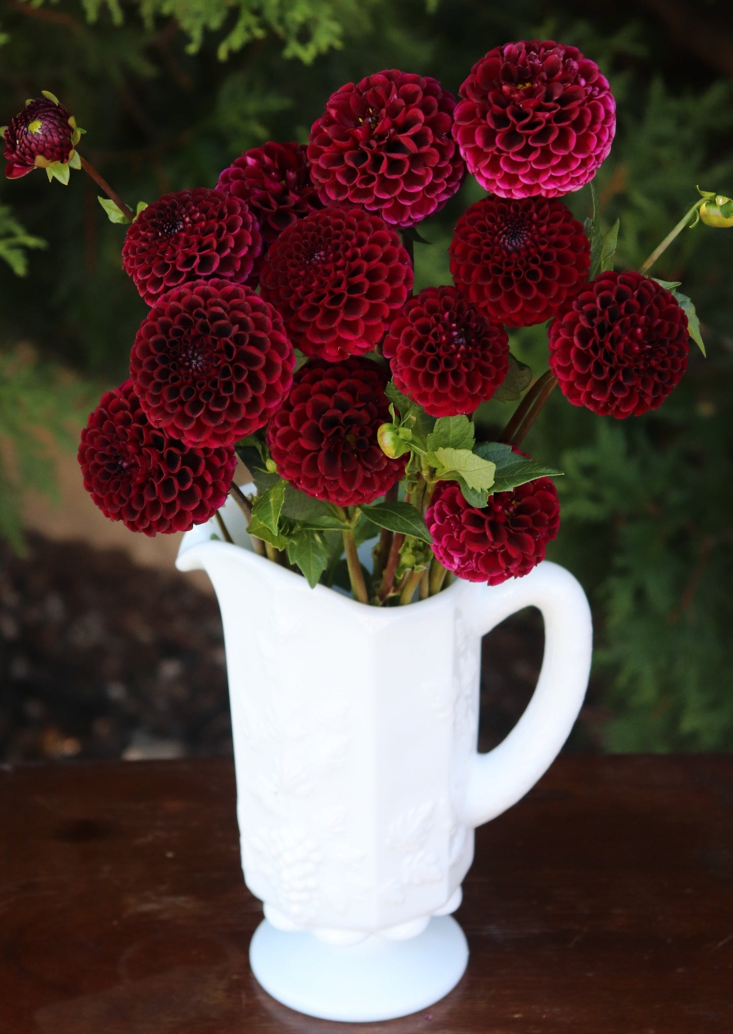Hollyhill Black Cherry