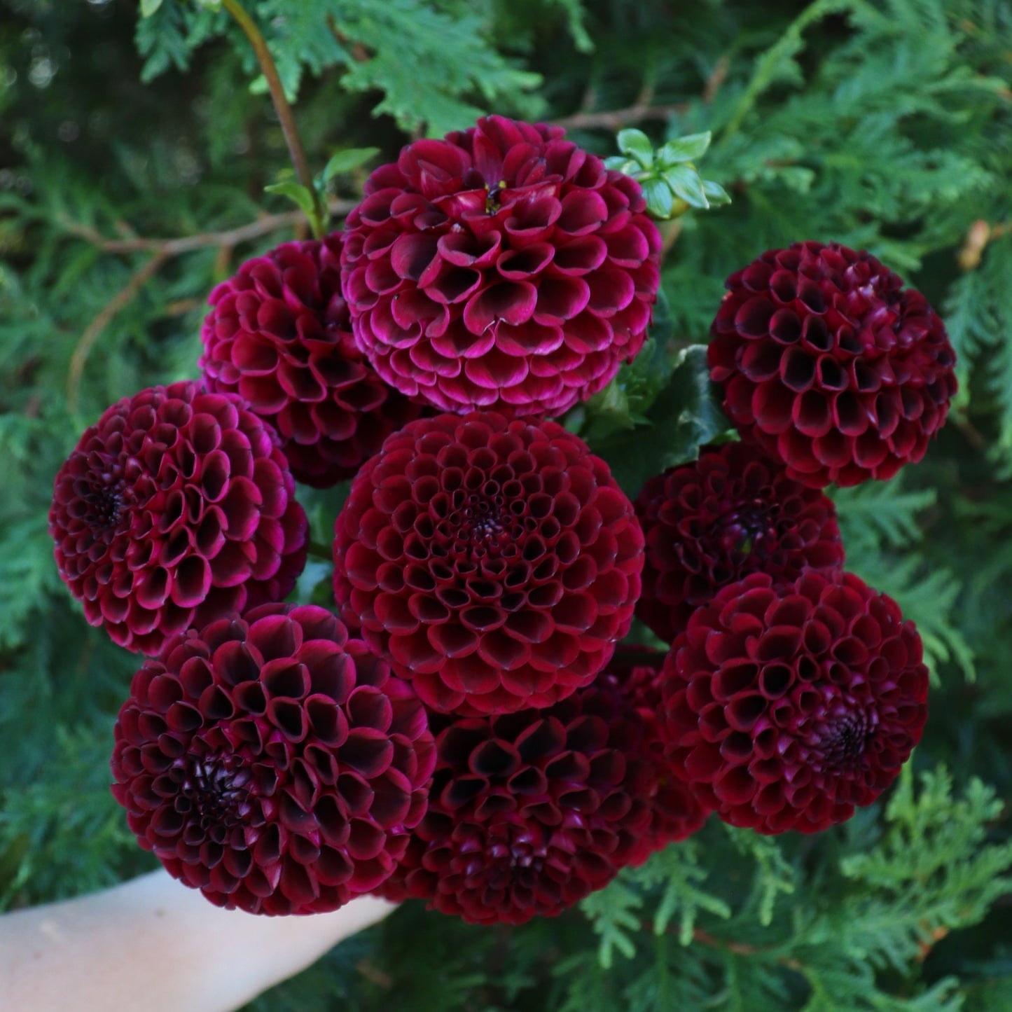 Hollyhill Black Cherry