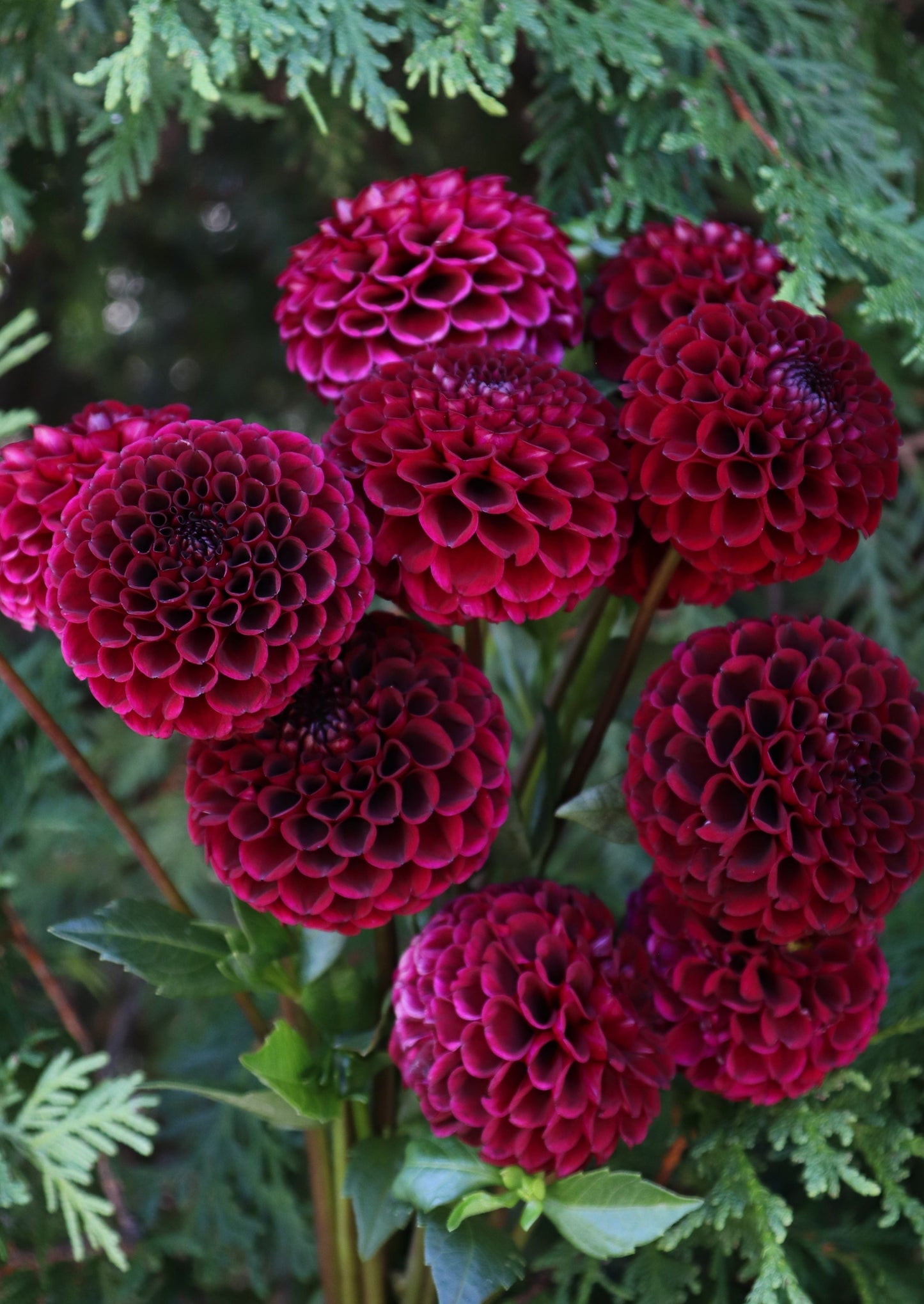 Hollyhill Black Cherry
