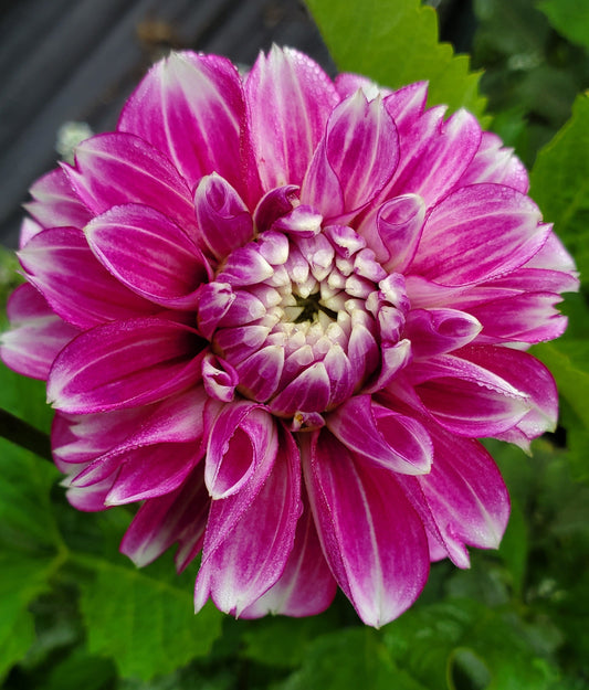 Blackberry Ice