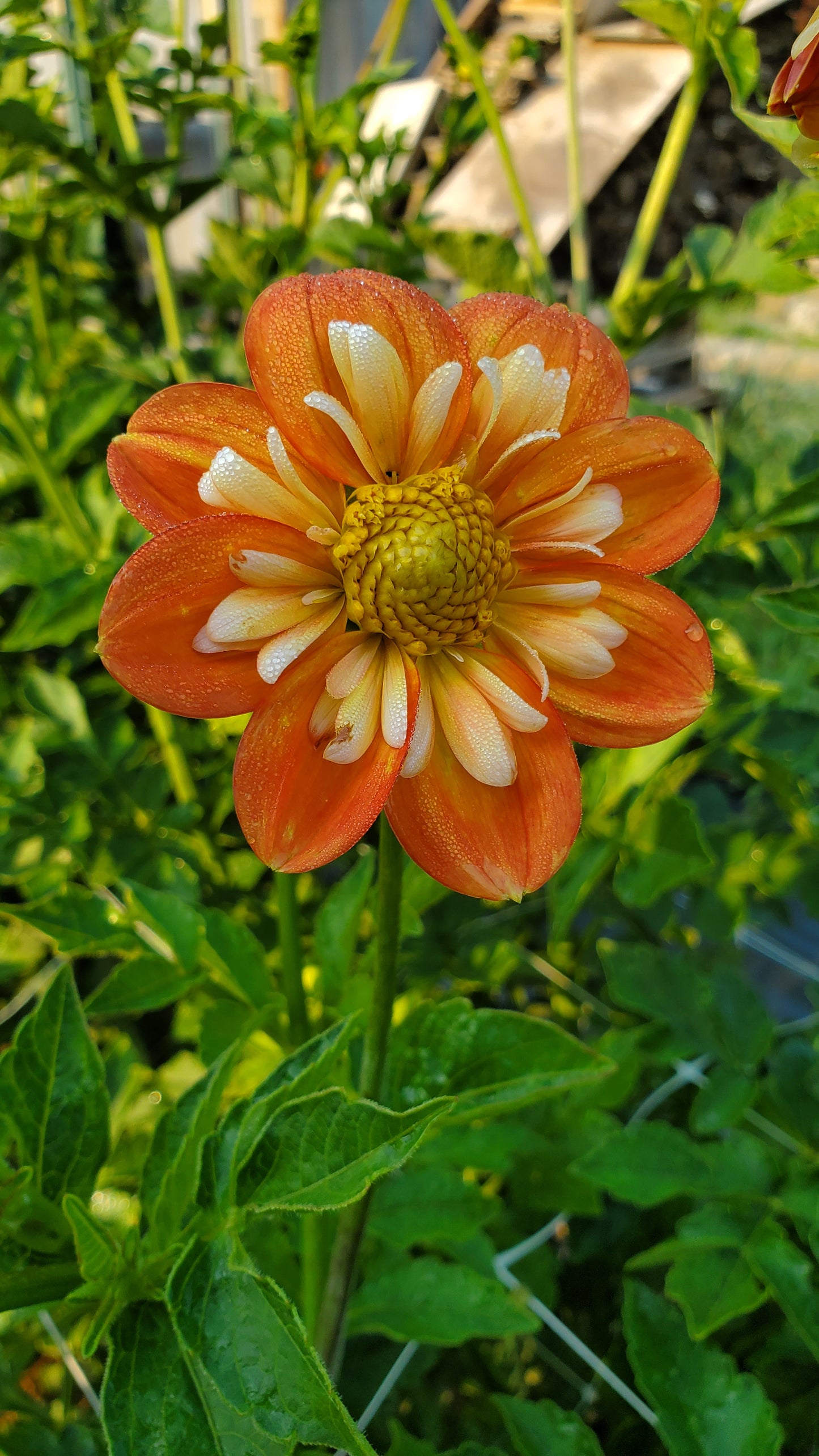 Lillian's Butternut  -  LIMIT 3