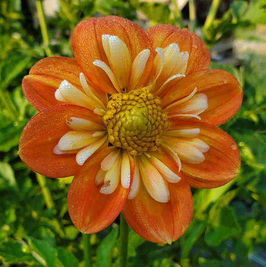 Lillian's Butternut  -  LIMIT 3