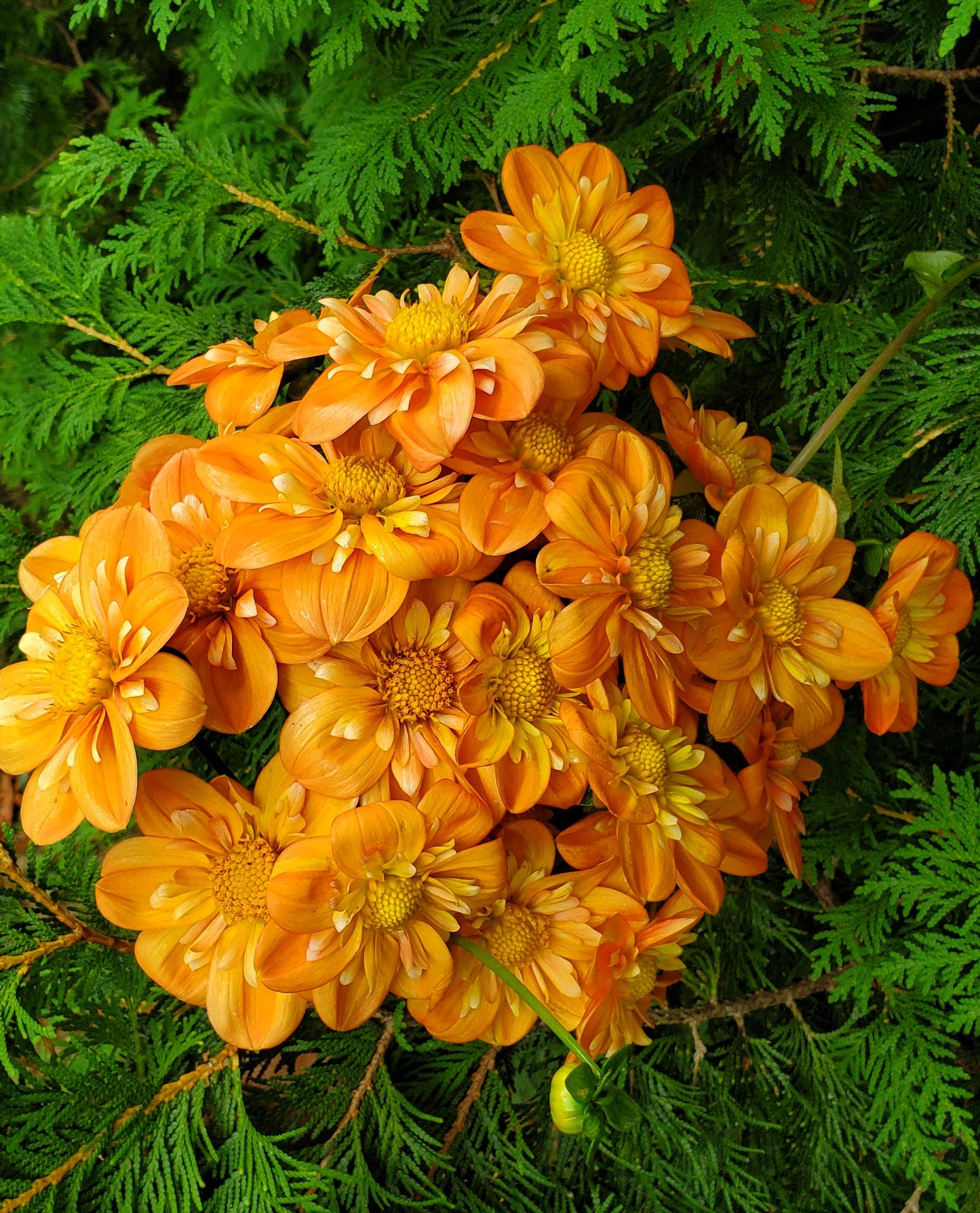 Lillian's Butternut  -  LIMIT 3