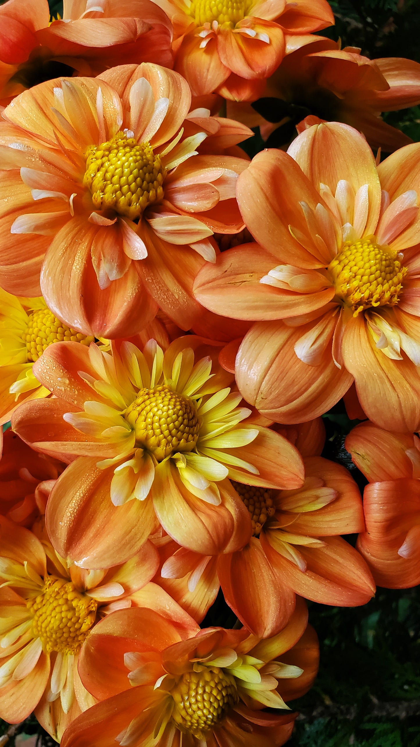 Lillian's Butternut  -  LIMIT 3