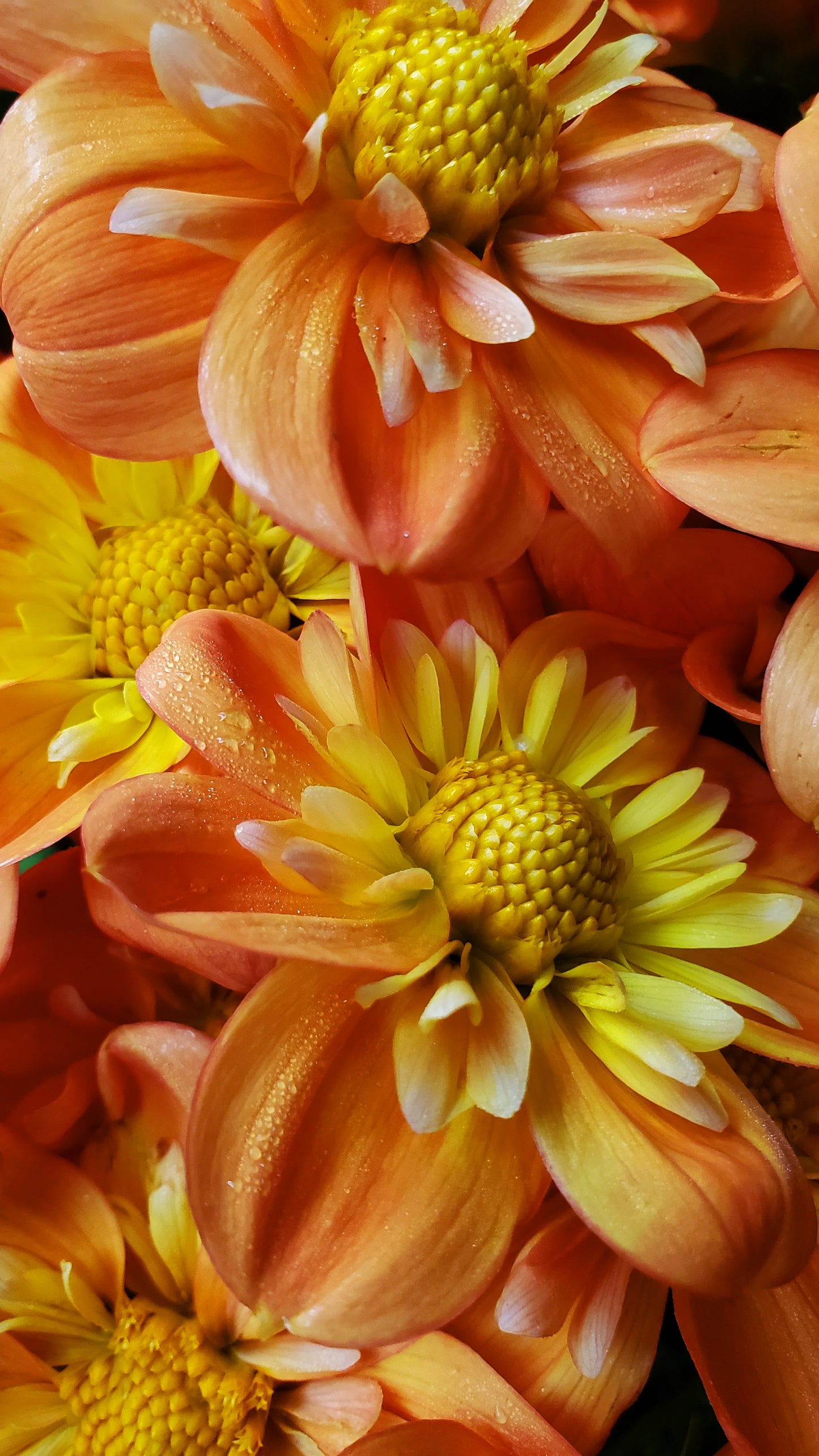 Lillian's Butternut  -  LIMIT 3