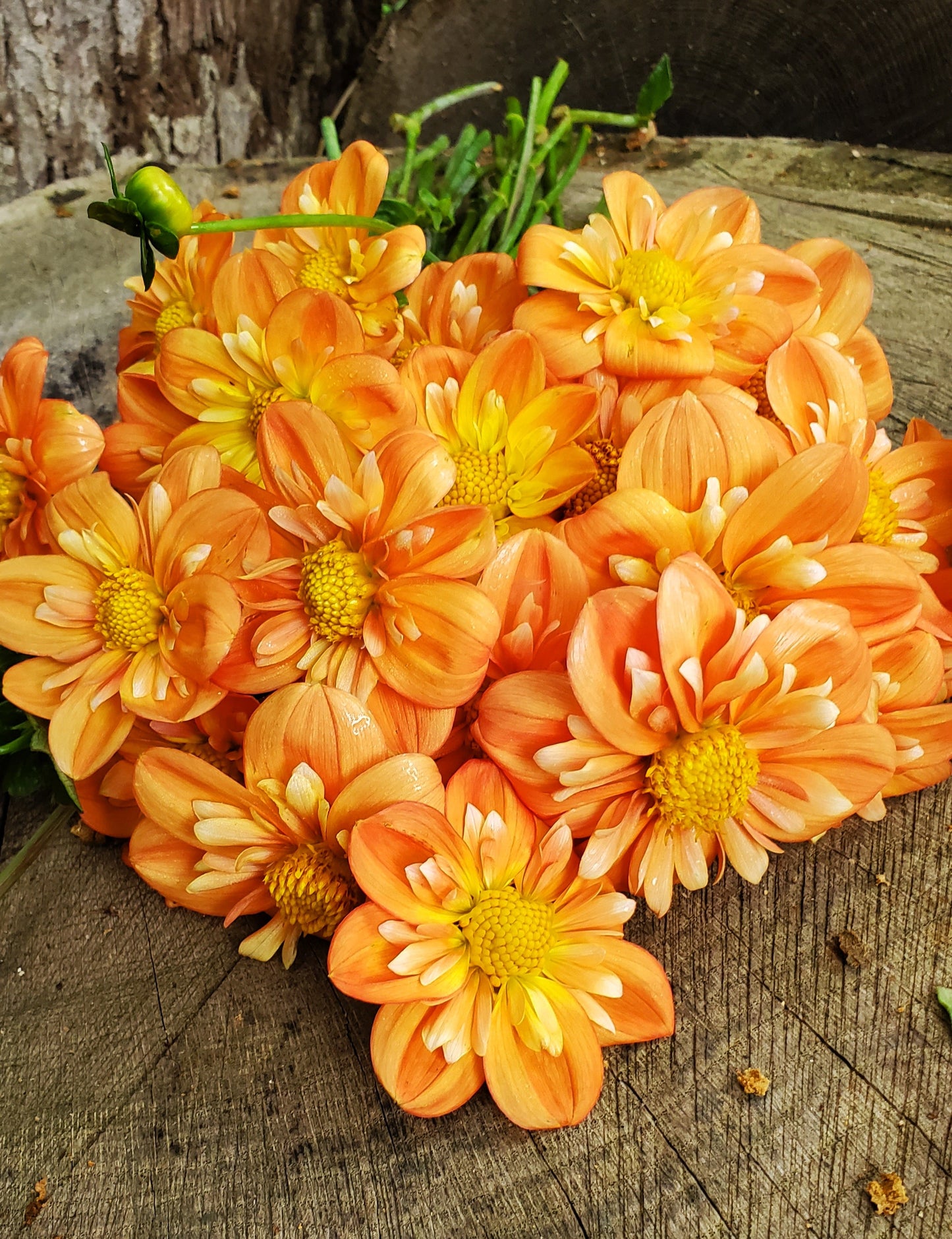 Lillian's Butternut  -  LIMIT 3