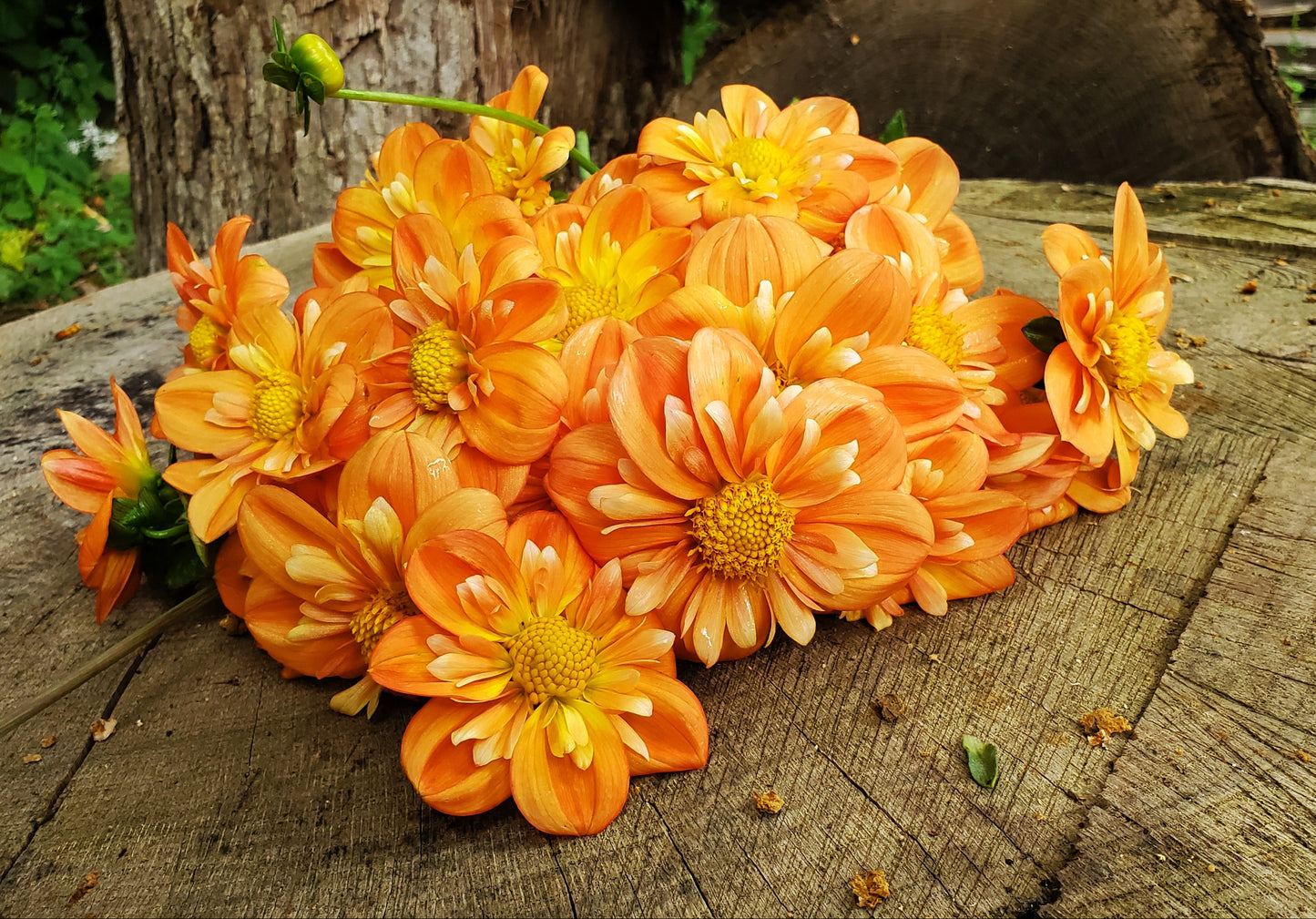 Lillian's Butternut  -  LIMIT 3