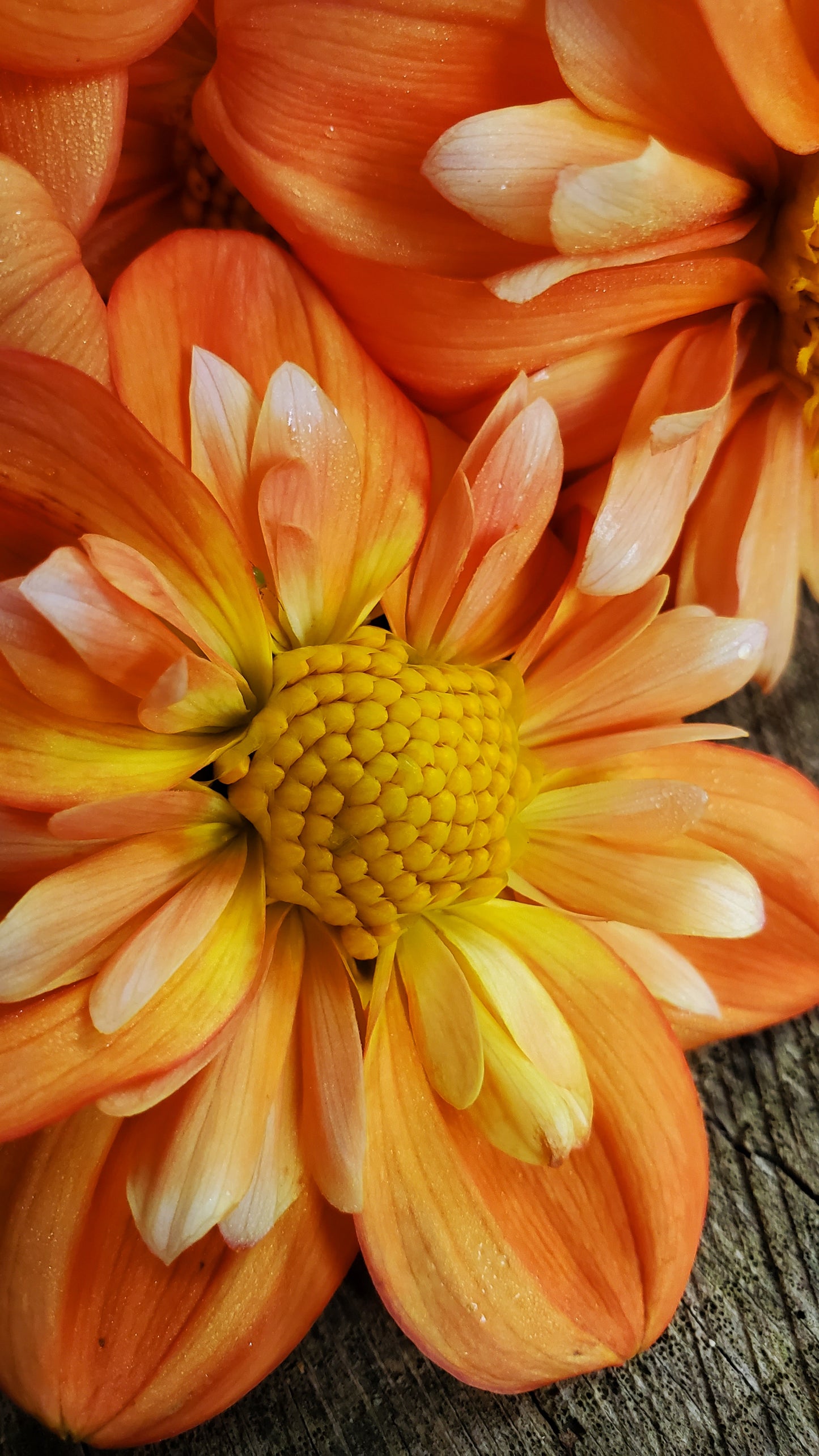 Lillian's Butternut  -  LIMIT 3