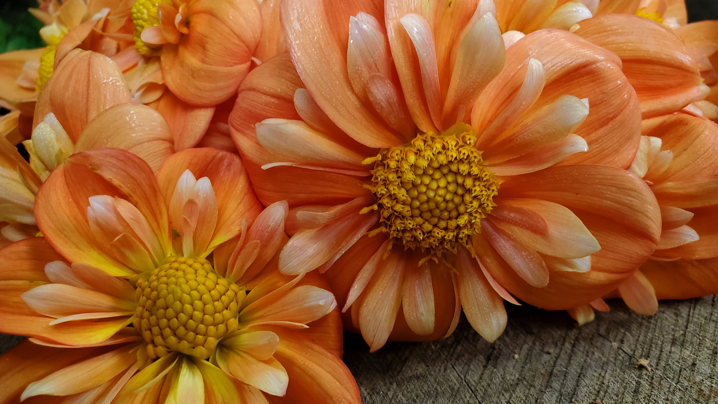 Lillian's Butternut  -  LIMIT 3