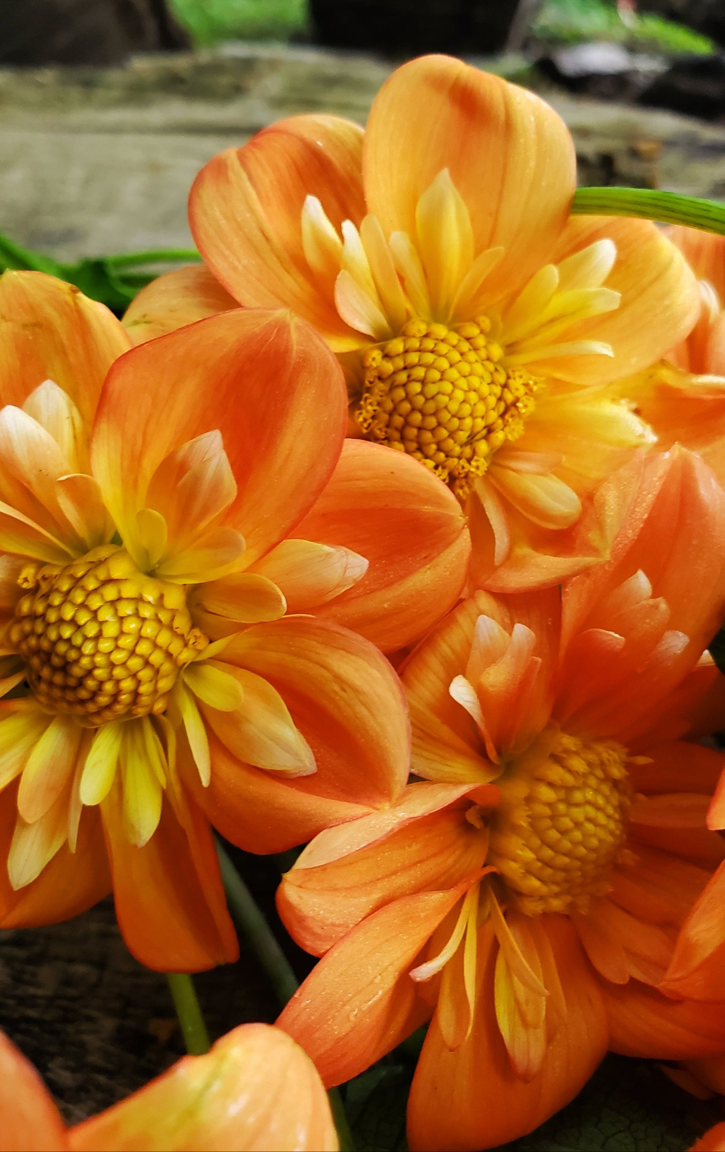 Lillian's Butternut  -  LIMIT 3