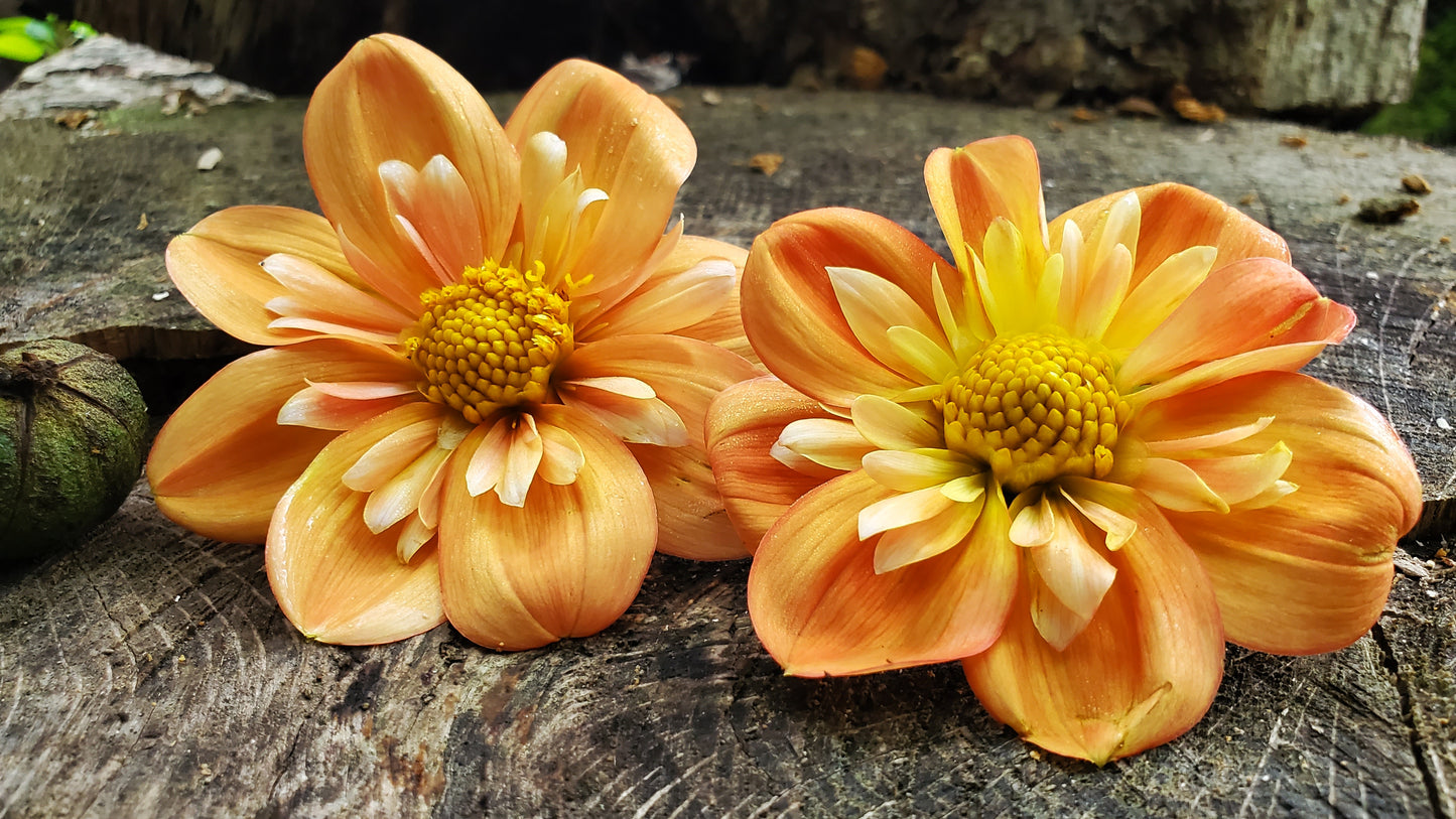 Lillian's Butternut  -  LIMIT 3