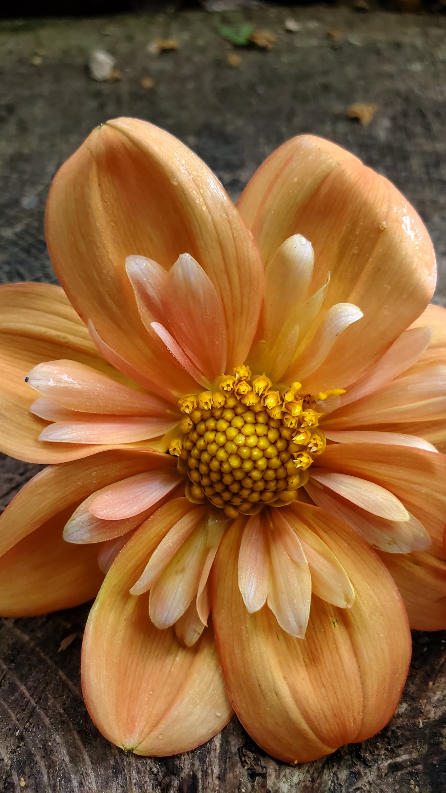 Lillian's Butternut  -  LIMIT 3