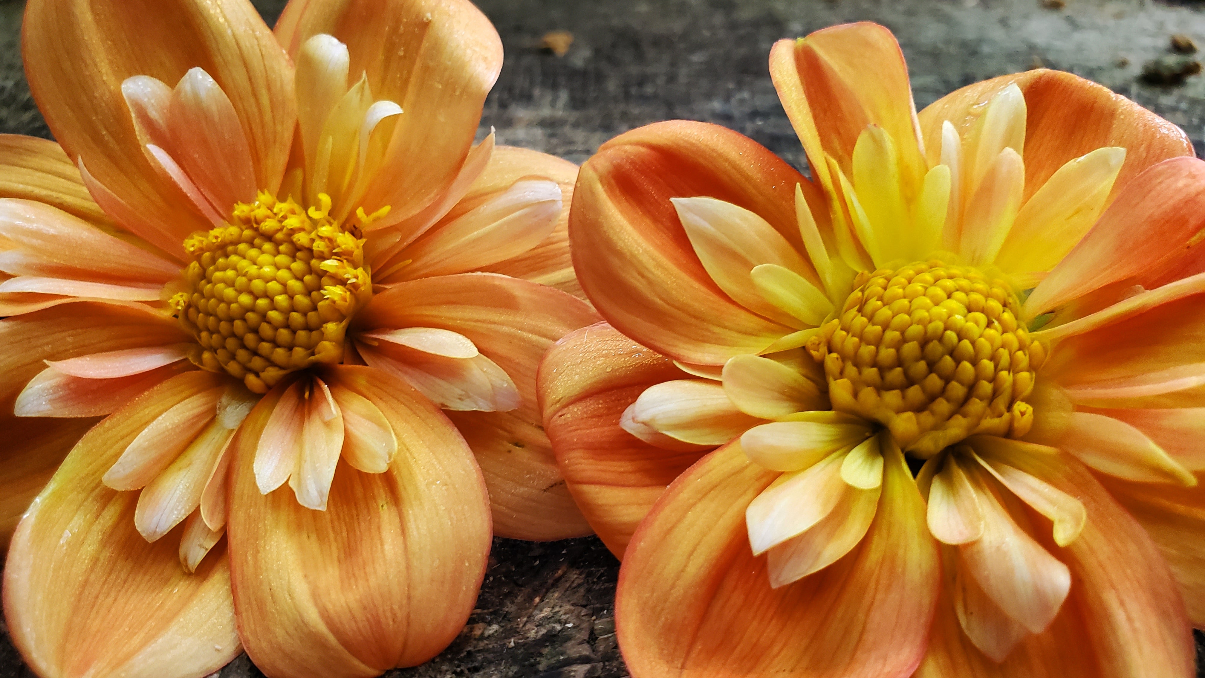 Lillian's Butternut – Dent-de-Lion Botanicals