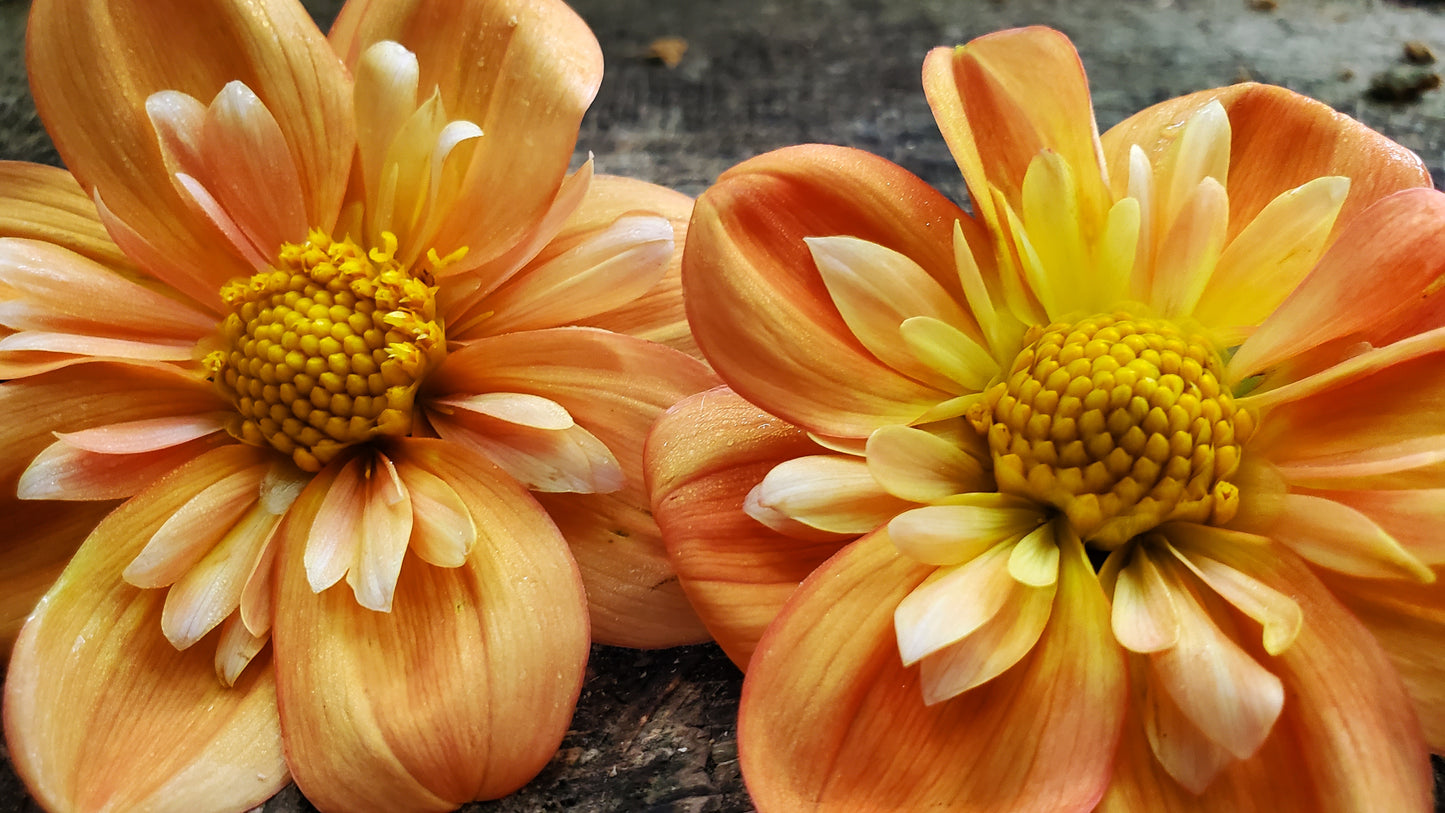 Lillian's Butternut  -  LIMIT 3