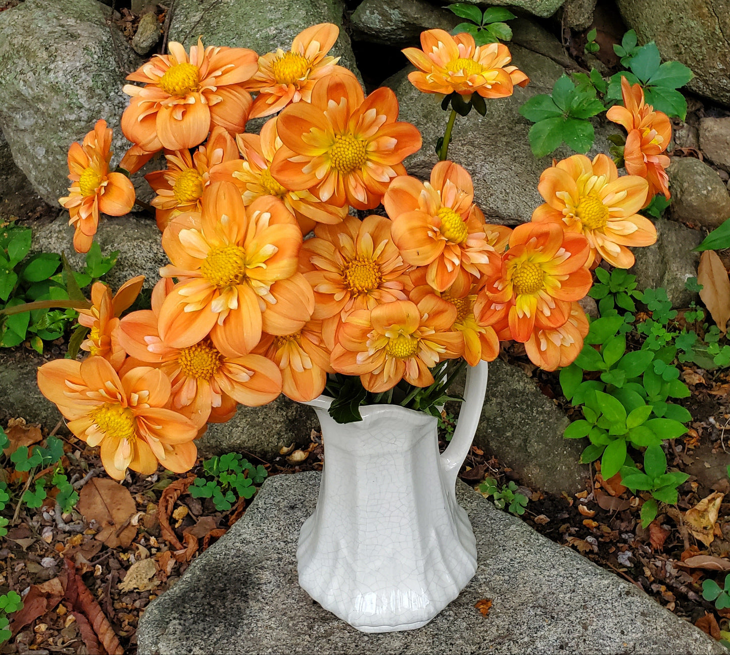 Lillian's Butternut  -  LIMIT 3