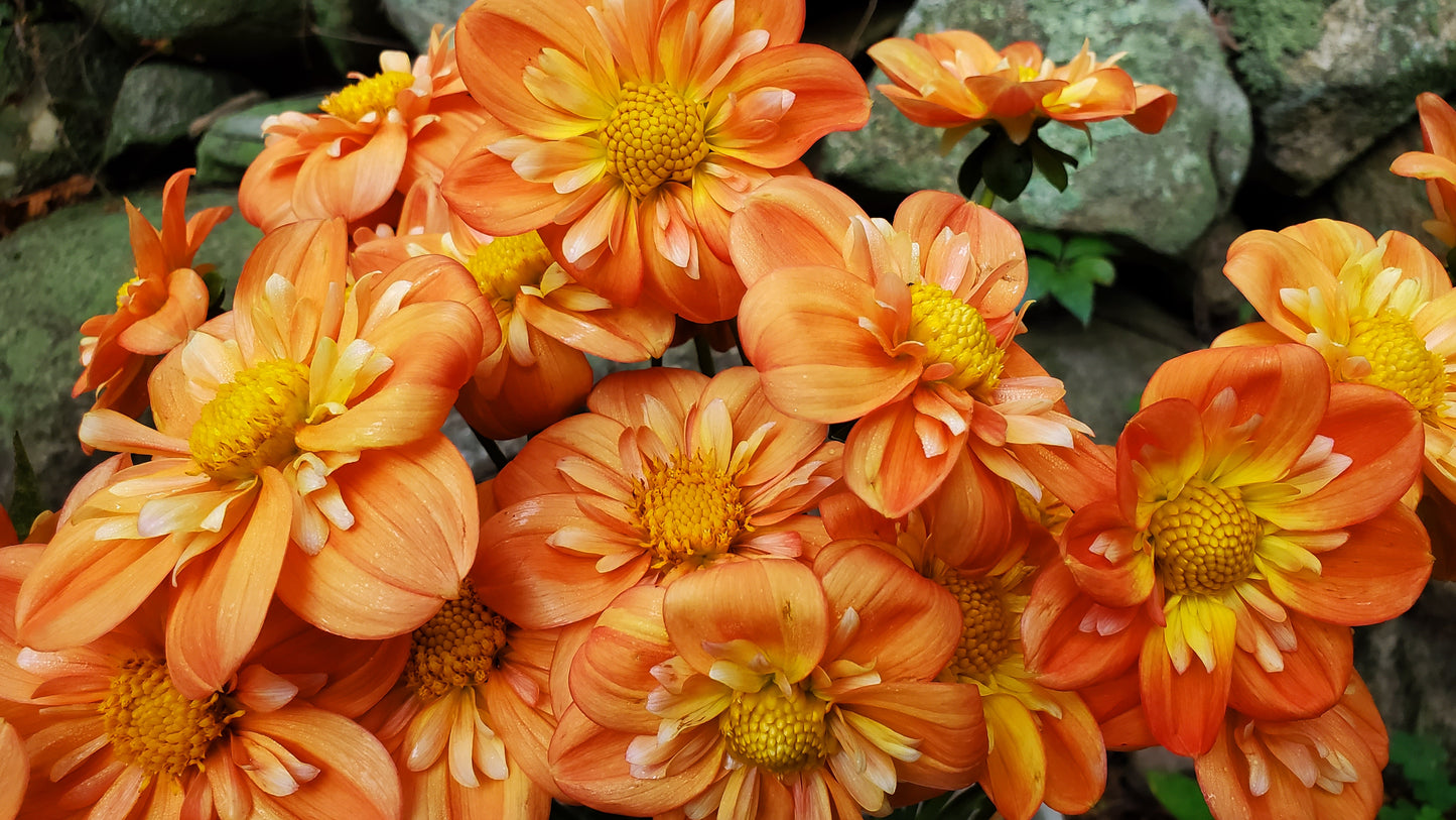 Lillian's Butternut  -  LIMIT 3