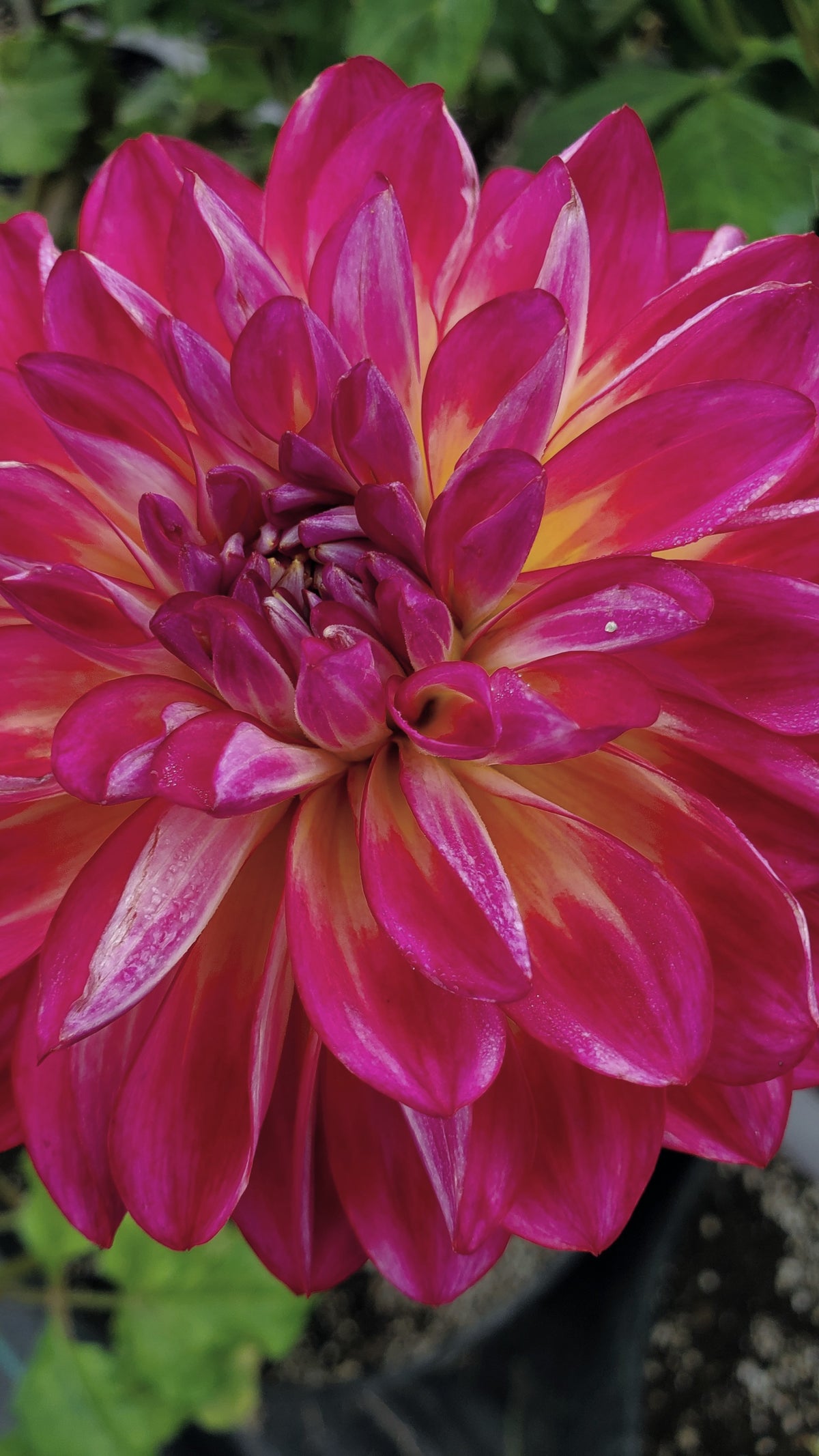 Brittany Rey Brittany Rey – Dent-de-Lion Botanicals